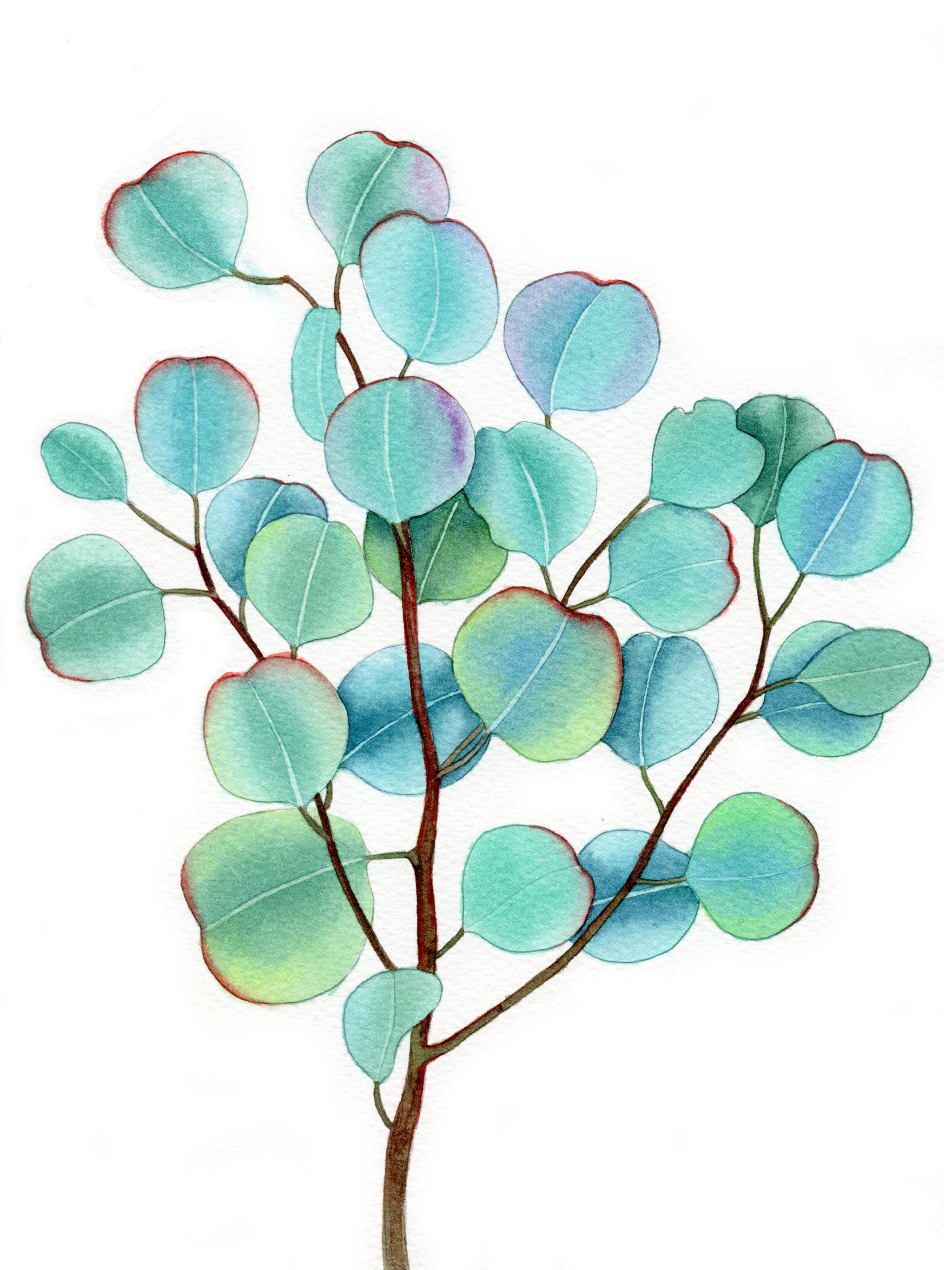 手绘水彩植物绿叶尤加利元素素材插画