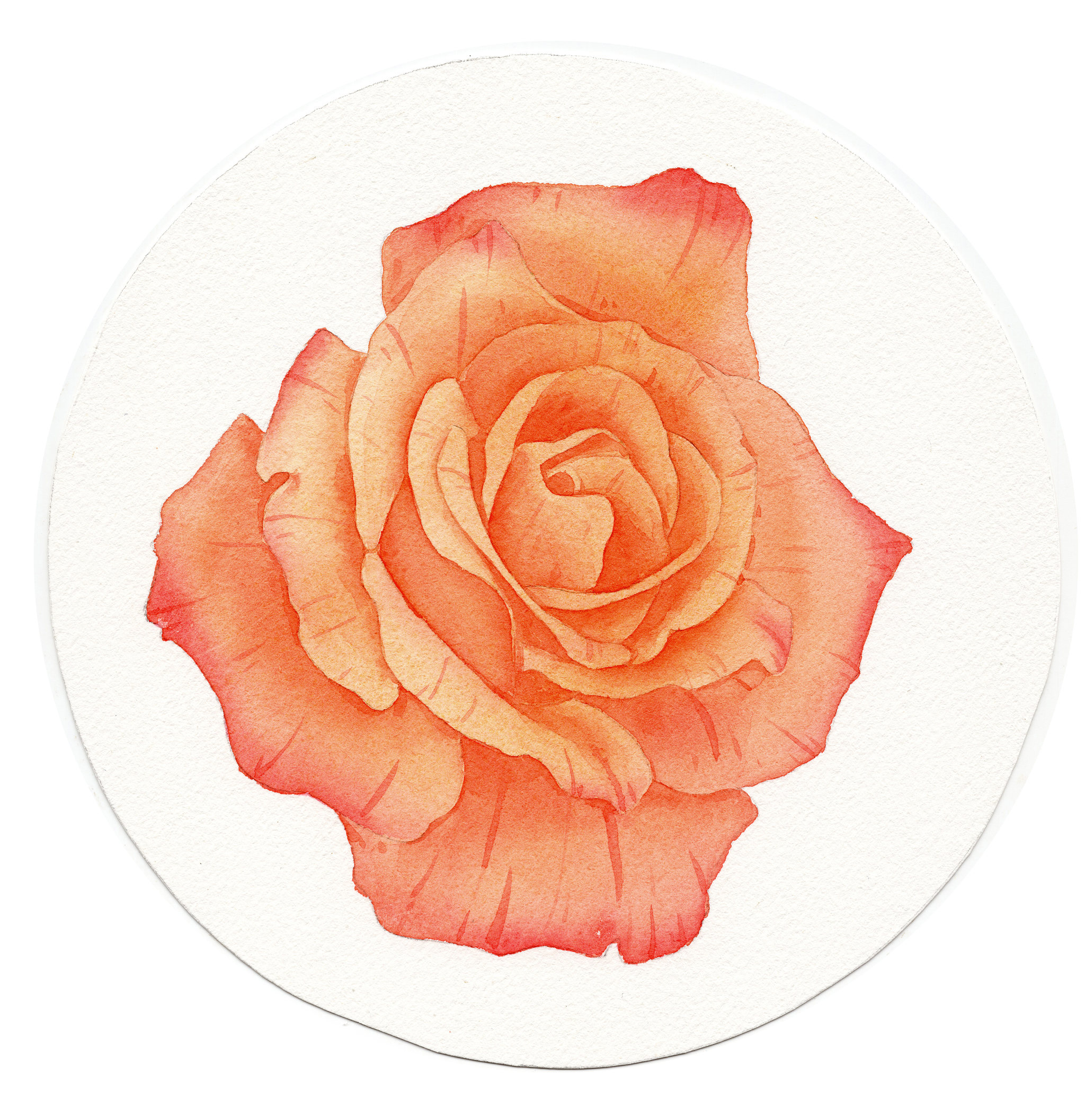 手绘水彩花卉玫瑰花素材元素插画