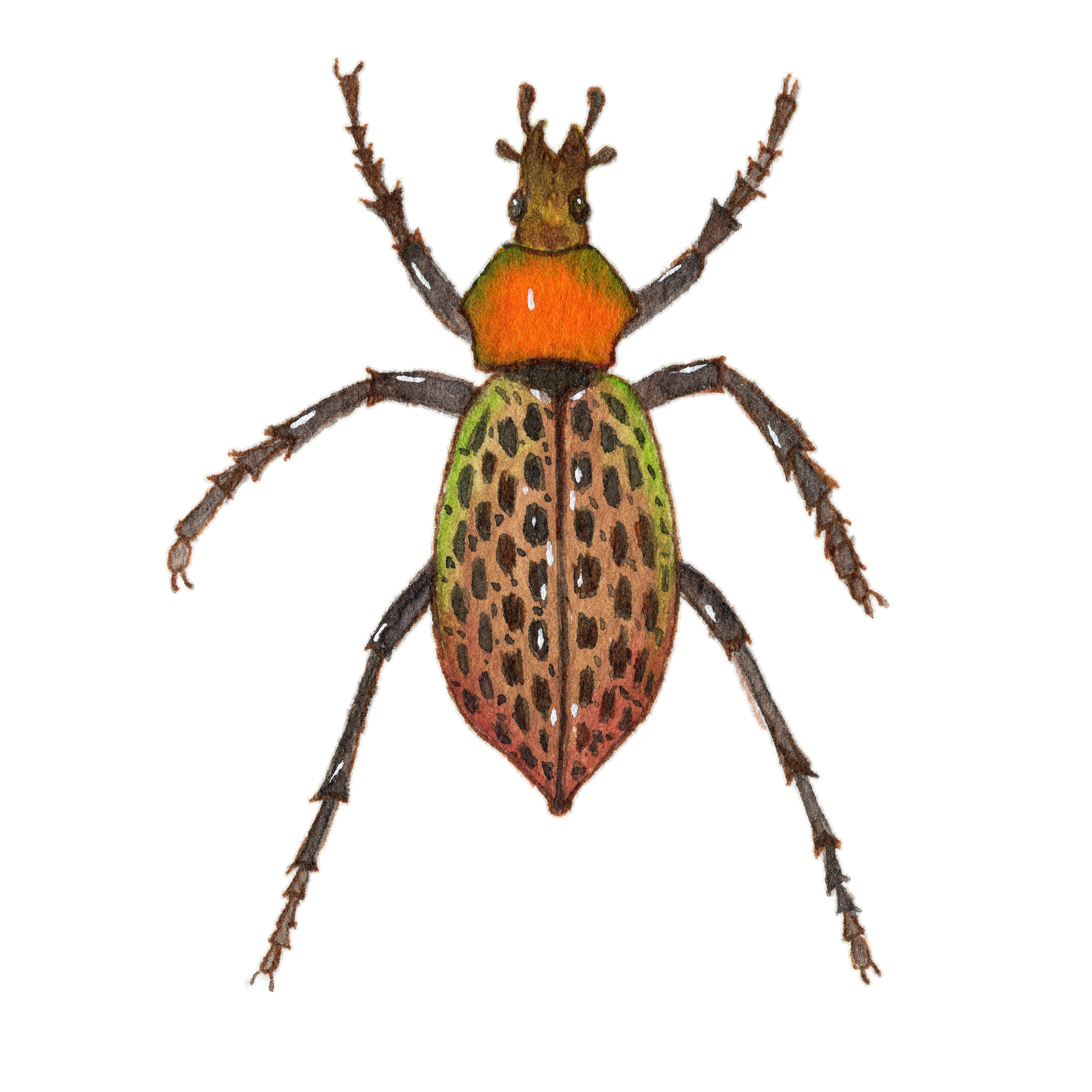 手绘水彩甲壳虫昆虫素材元素插画