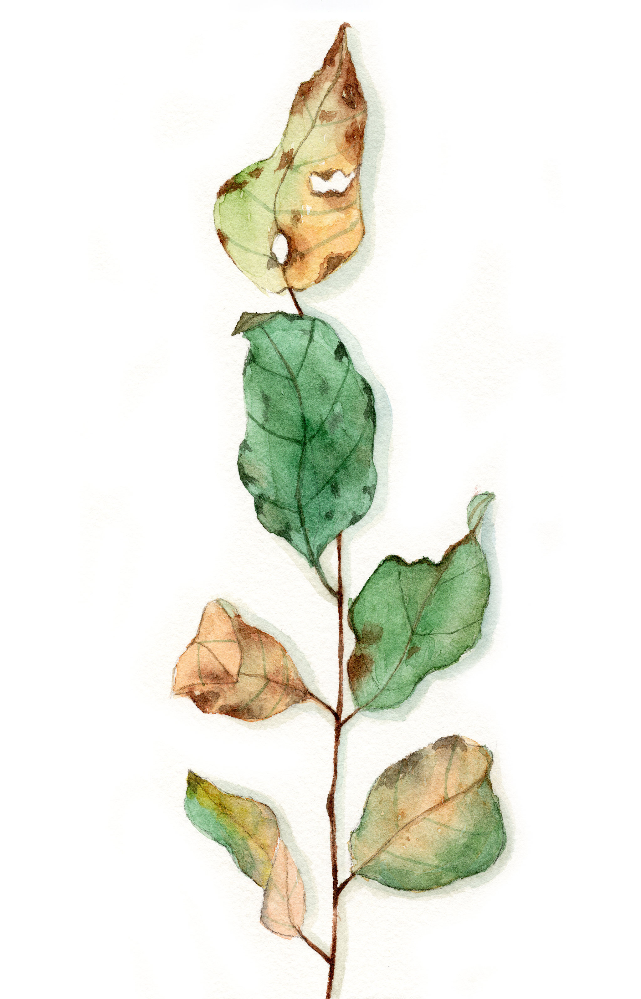 手绘水彩植物秋季落叶叶子素材元素插画