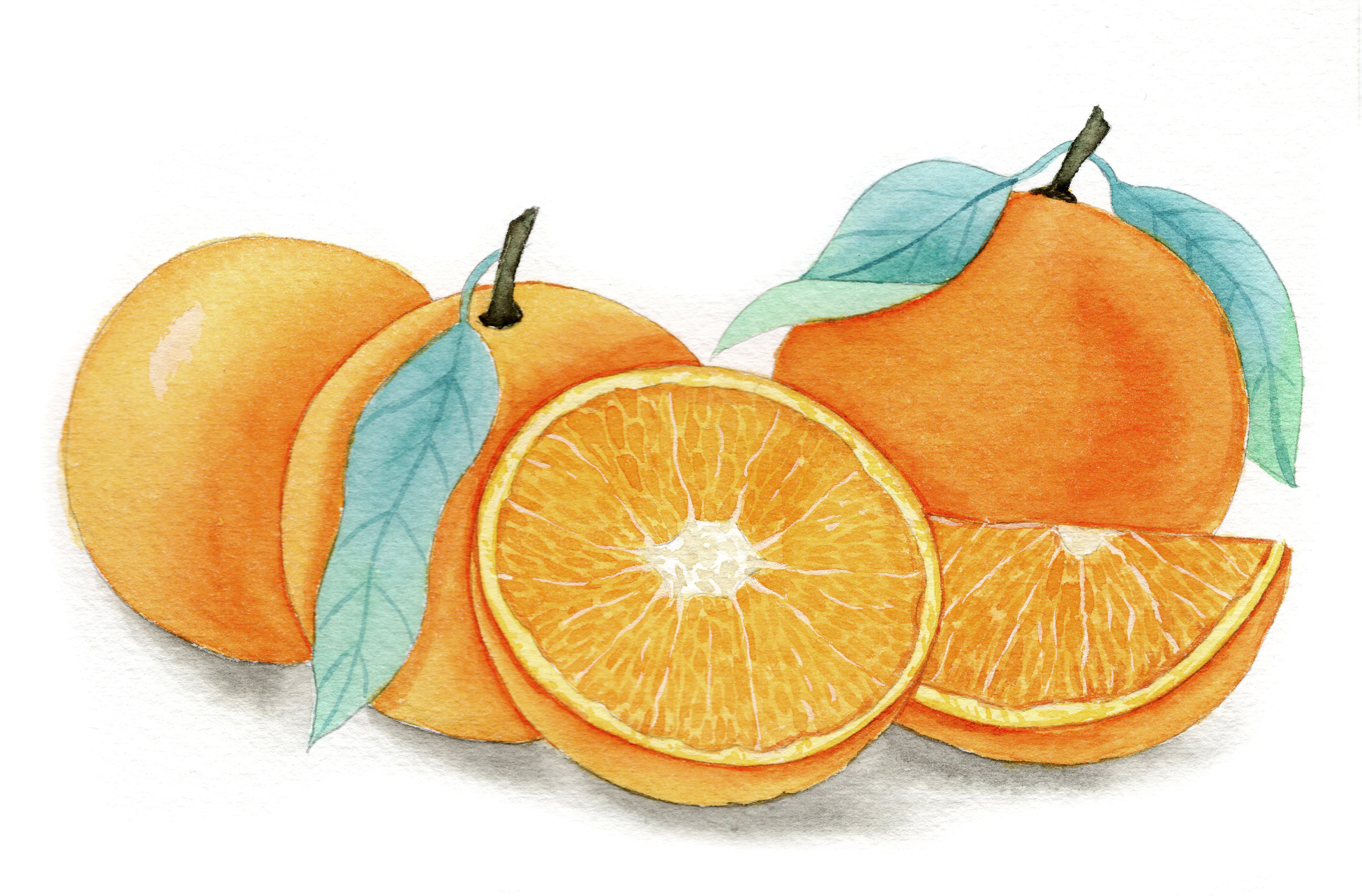 手绘水彩水果成熟橙子插画