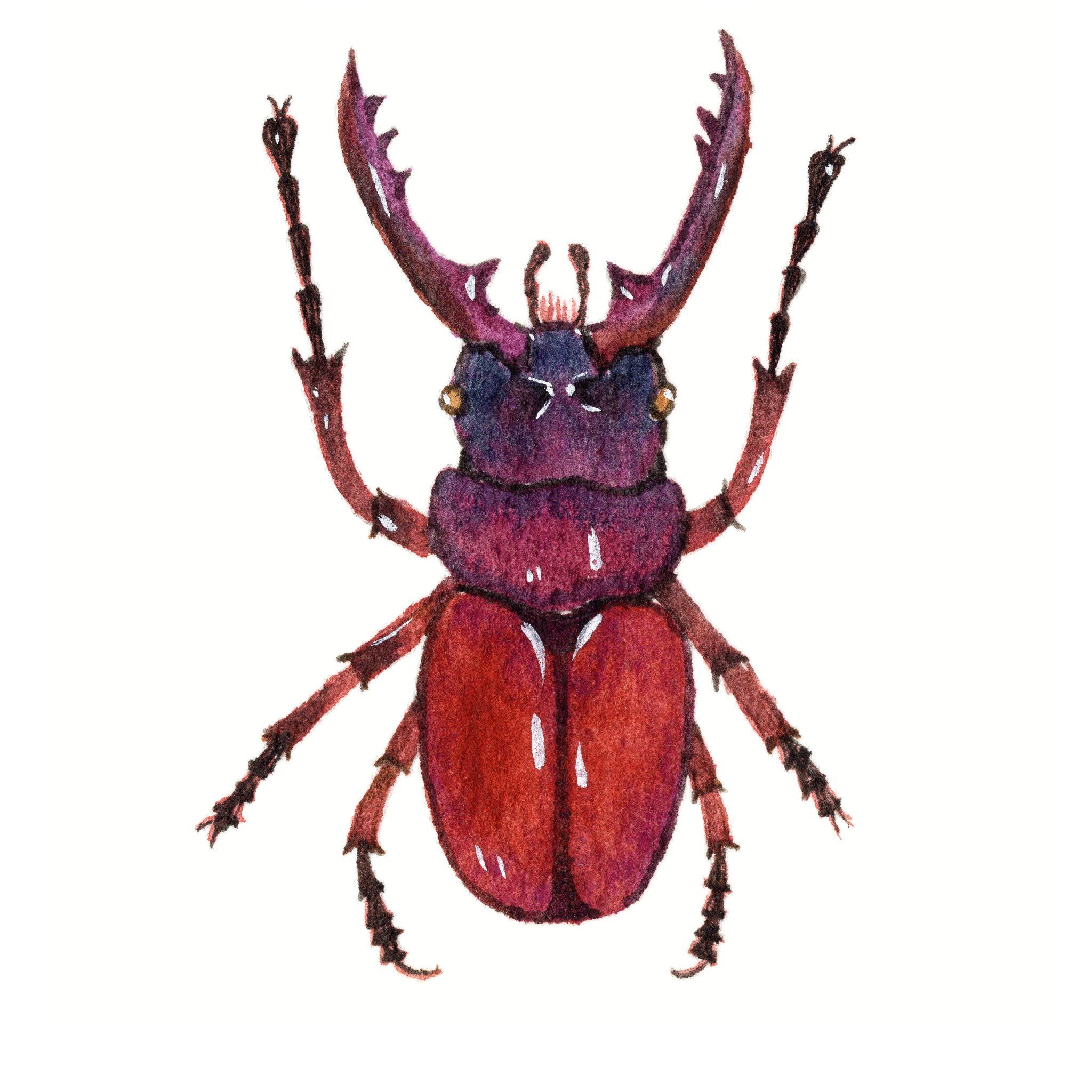 手绘水彩甲壳虫昆虫素材元素插画