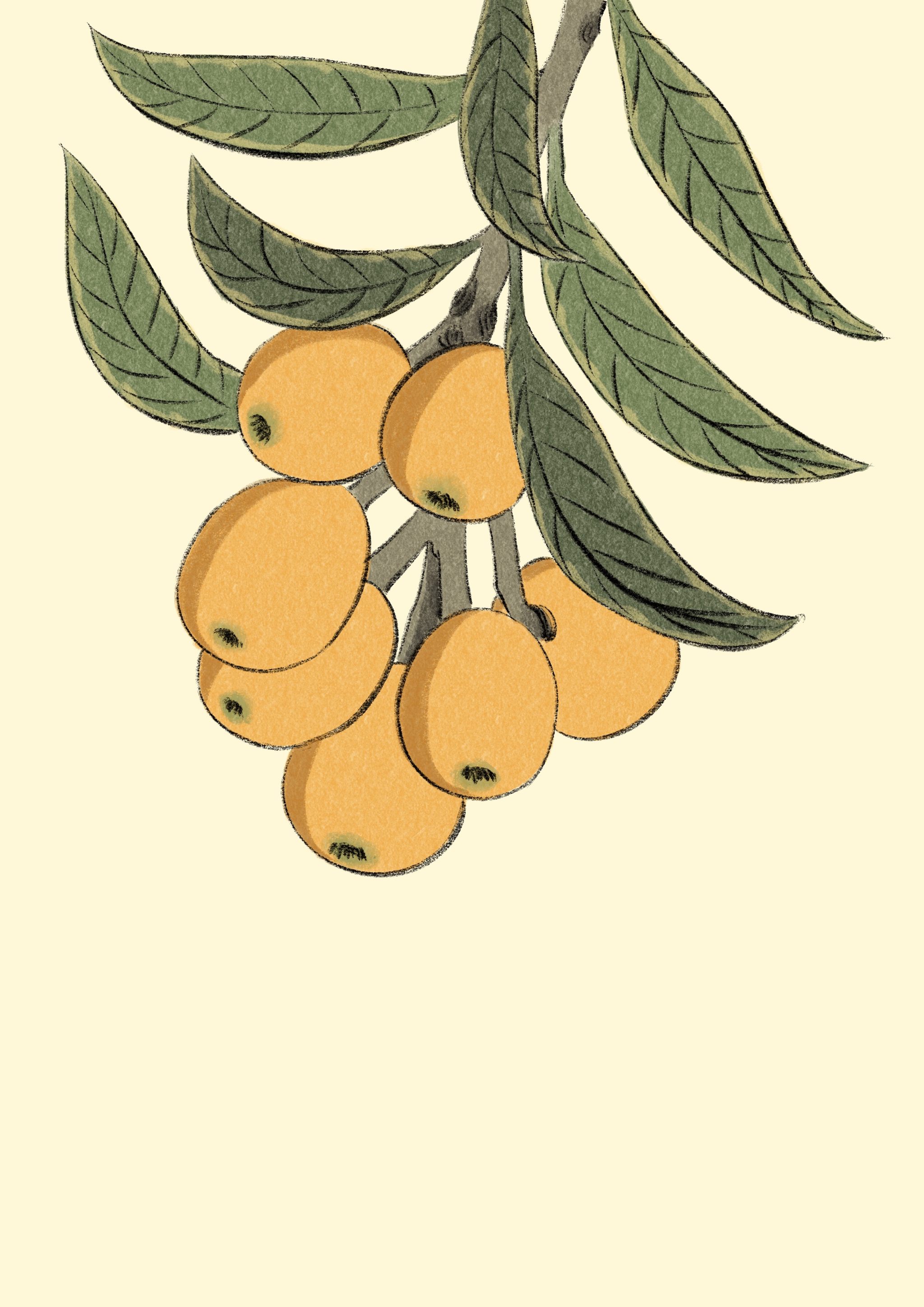 清明-枇杷 插画  - 商业插画 |   上传时间: 2020-05-14 13:28 为ta点