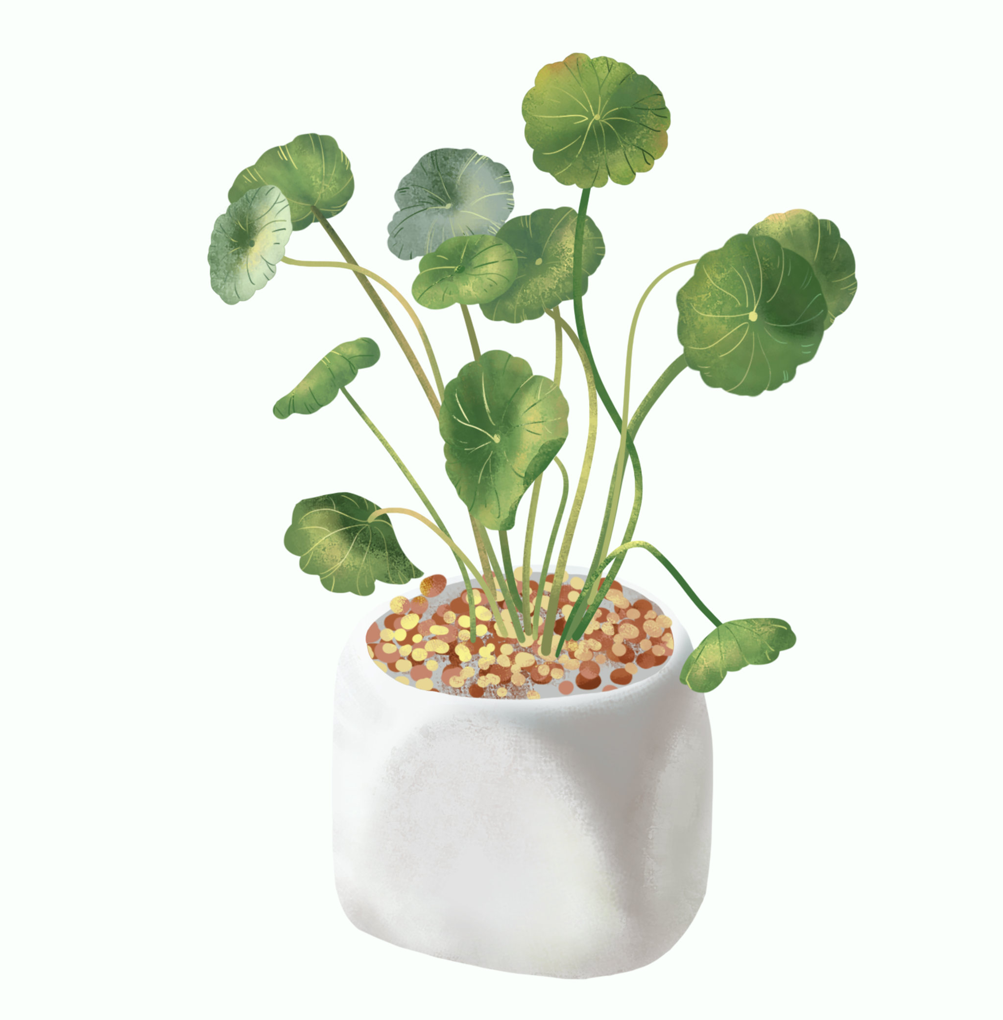 一棵健康的铜钱草 - 诺米团子 - 原创作品 - 视觉中国(shijueme)