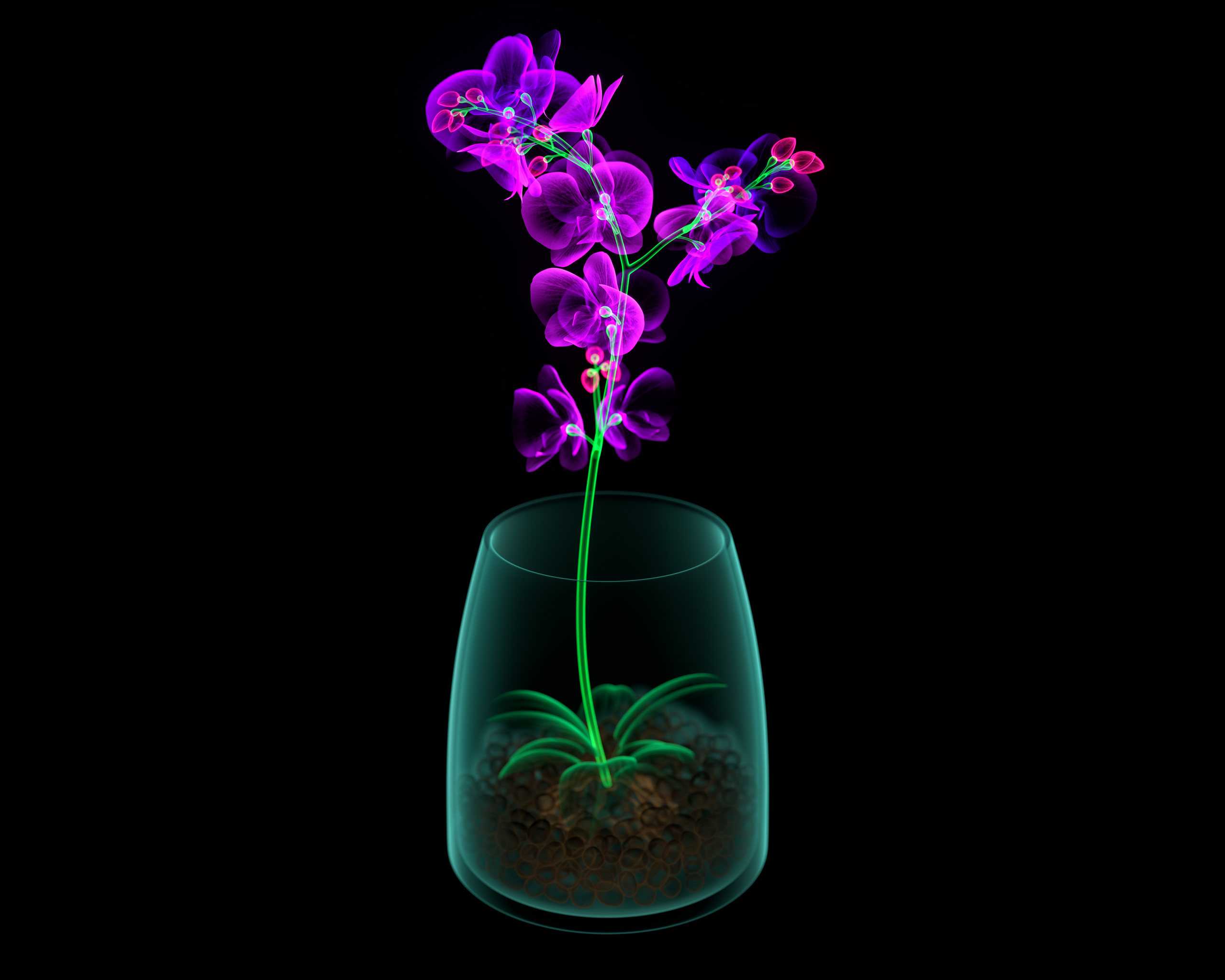 发光_花朵_兰花