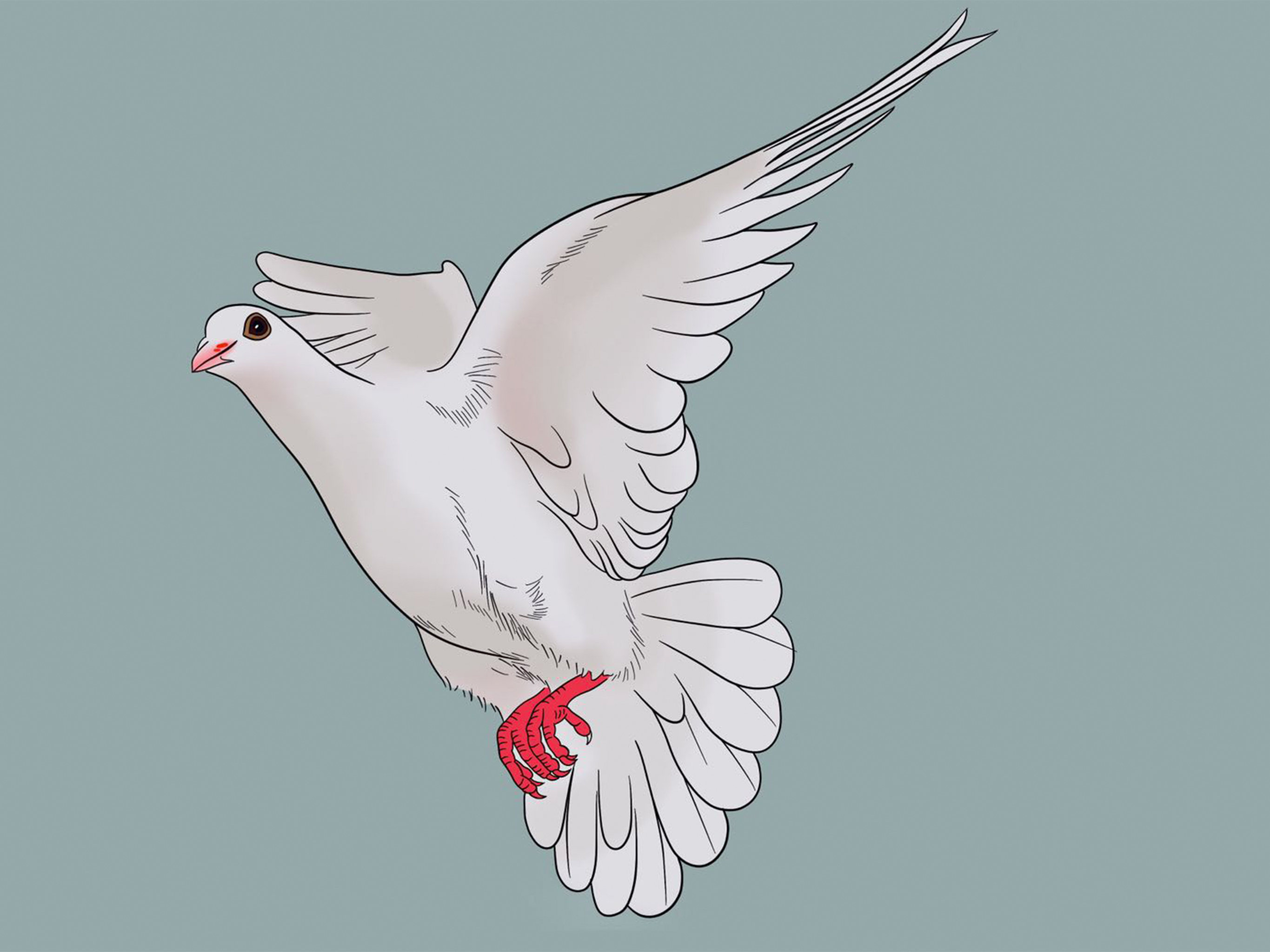 鸽子 插画  - 商业插画 |   上传时间: 2021-03-09 12:59 为ta点赞