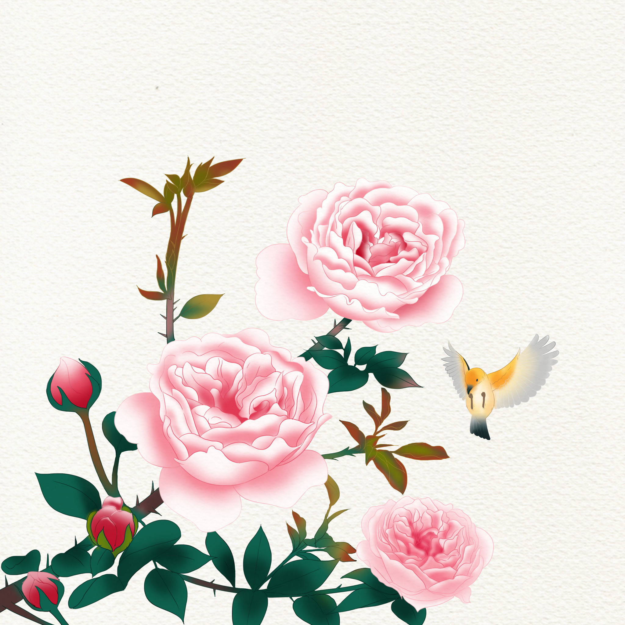 中国风传统绘画中国画工笔花鸟植物月季玫瑰小鸟古风仿古背景插画
