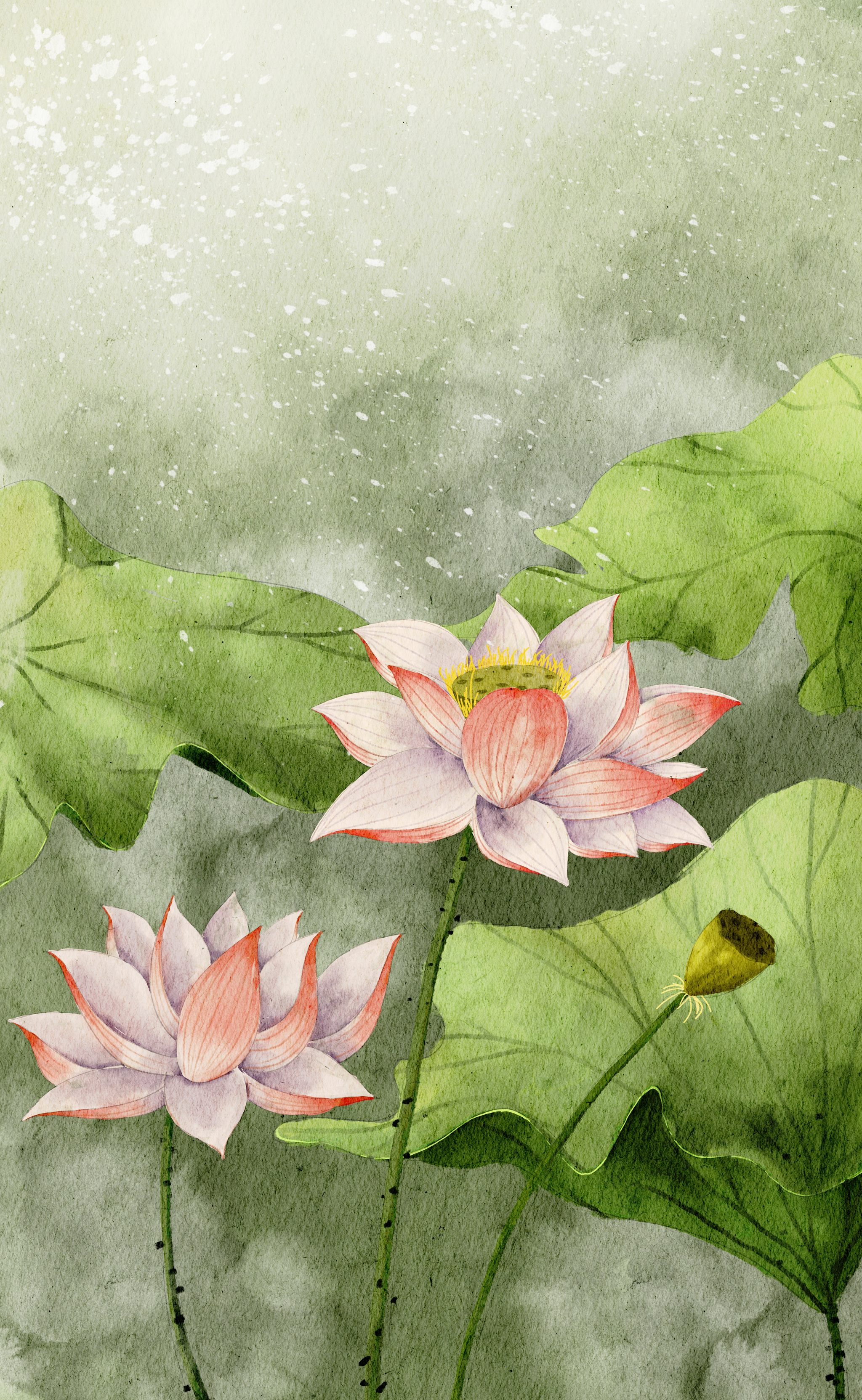 荷花水彩插画 - 粘锅 - 原创作品 - 视觉中国(shijueme)