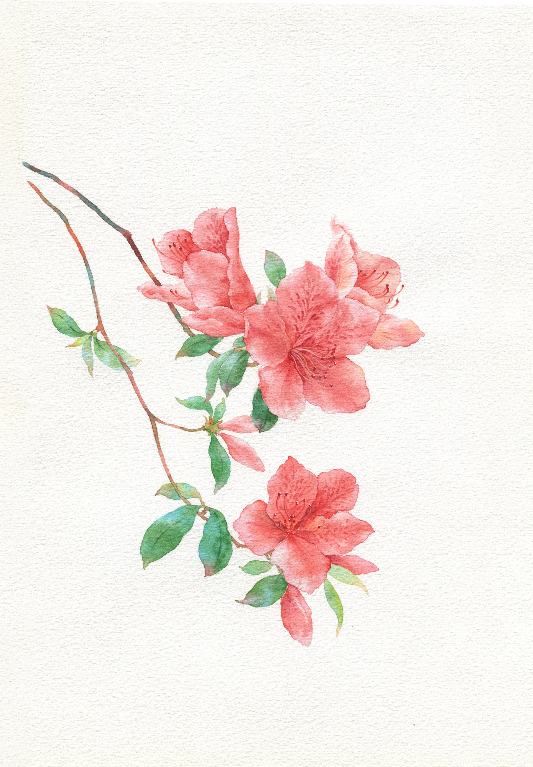 水彩映山红 - 185****8973 - 原创作品 - 视觉中国(shijueme)