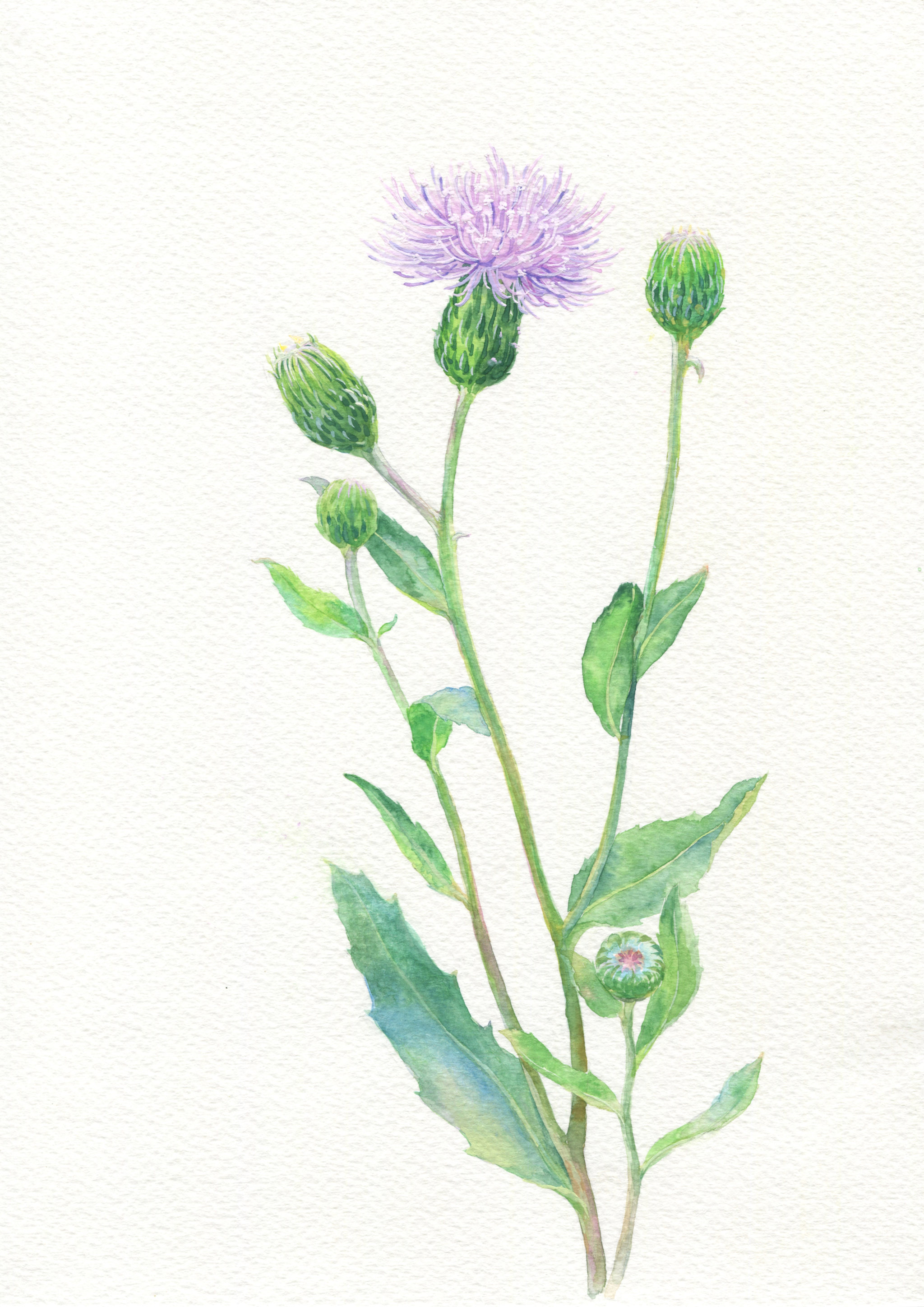 手绘蓟 - 185****8973 - 原创作品 - 视觉中国(shijueme)