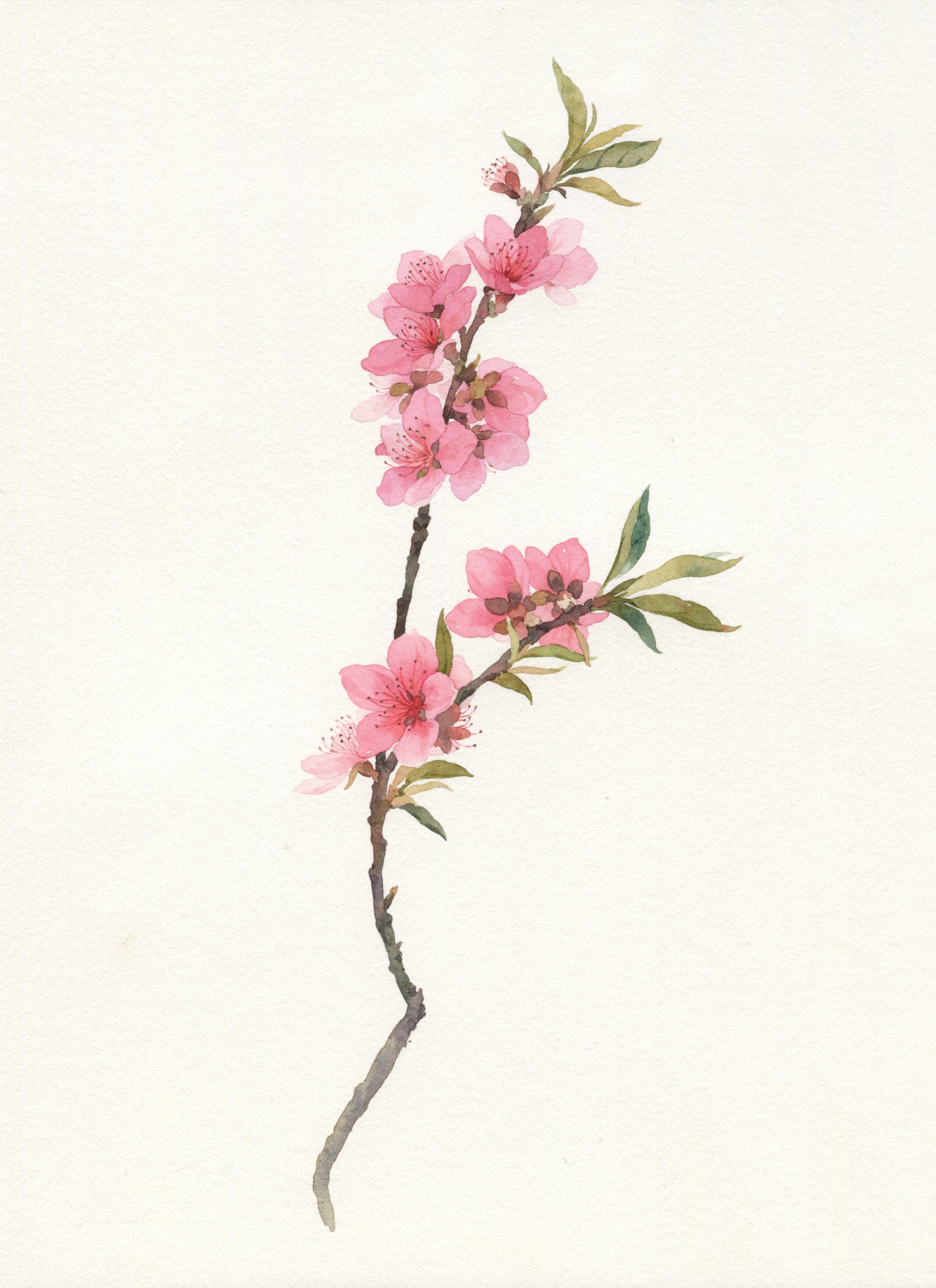水彩桃花