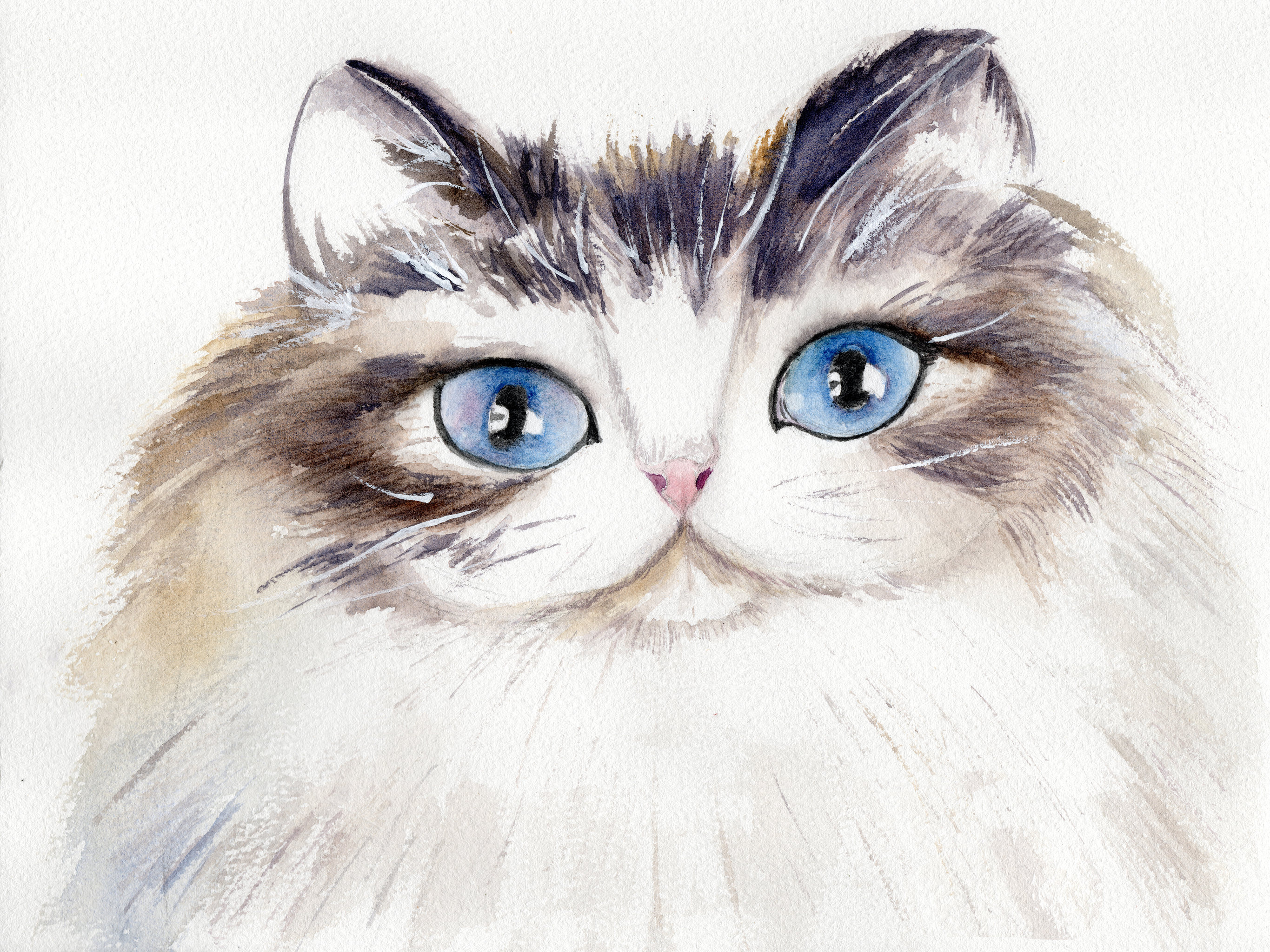 布偶猫 - 郡鍹水彩 - 原创作品 - 视觉中国(shijueme)