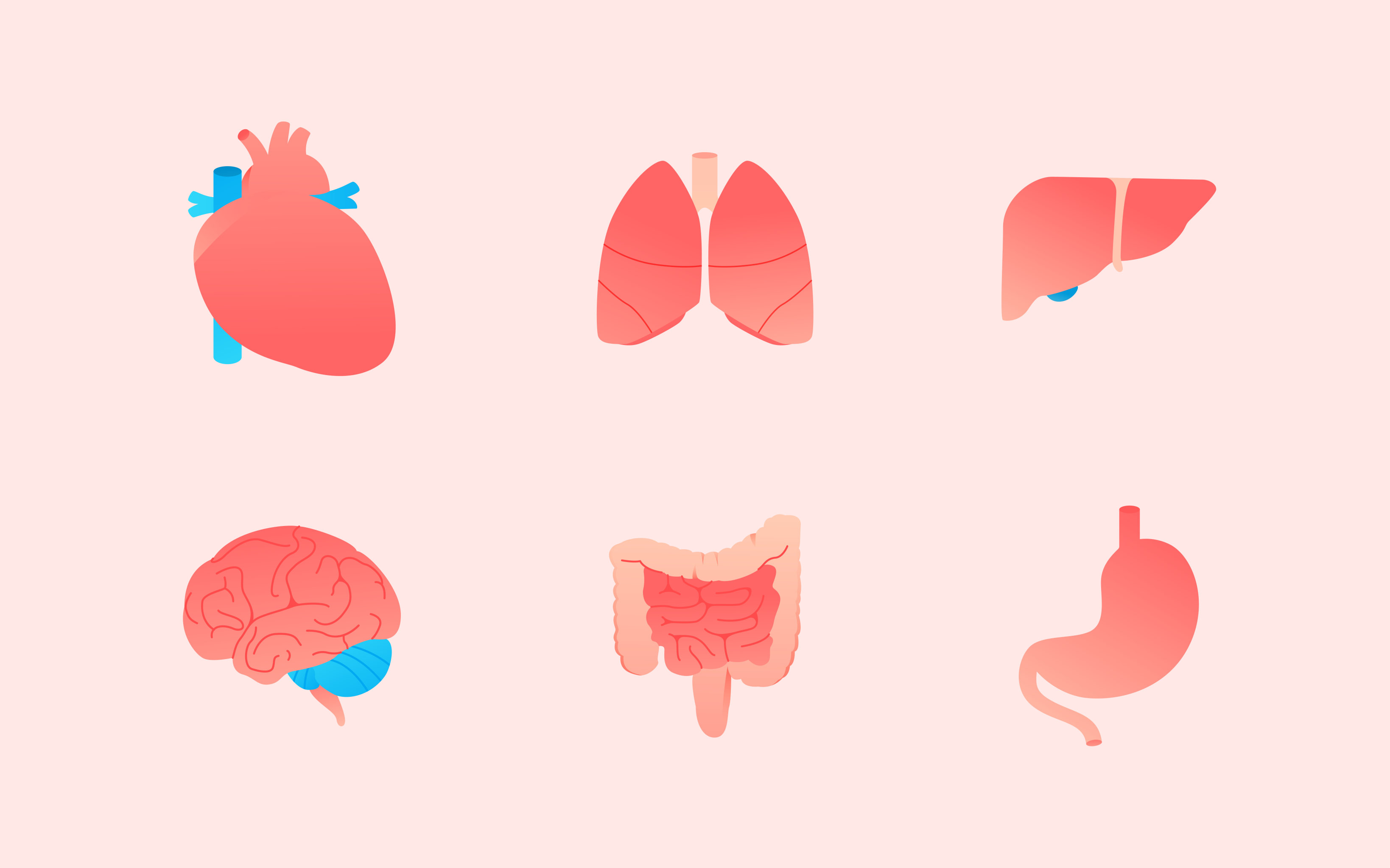 医疗健康身体器官疾病预防心肺肠胃矢量插画