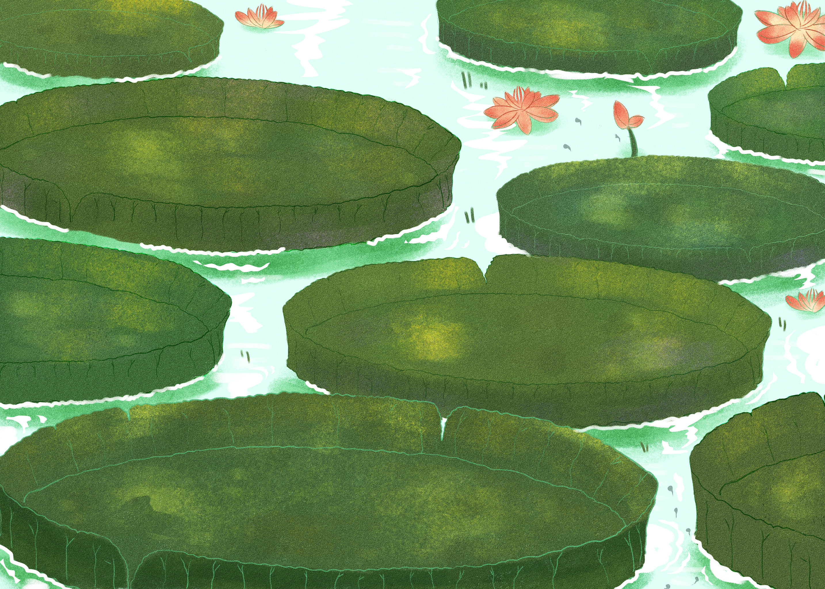 大莲叶夏天背景