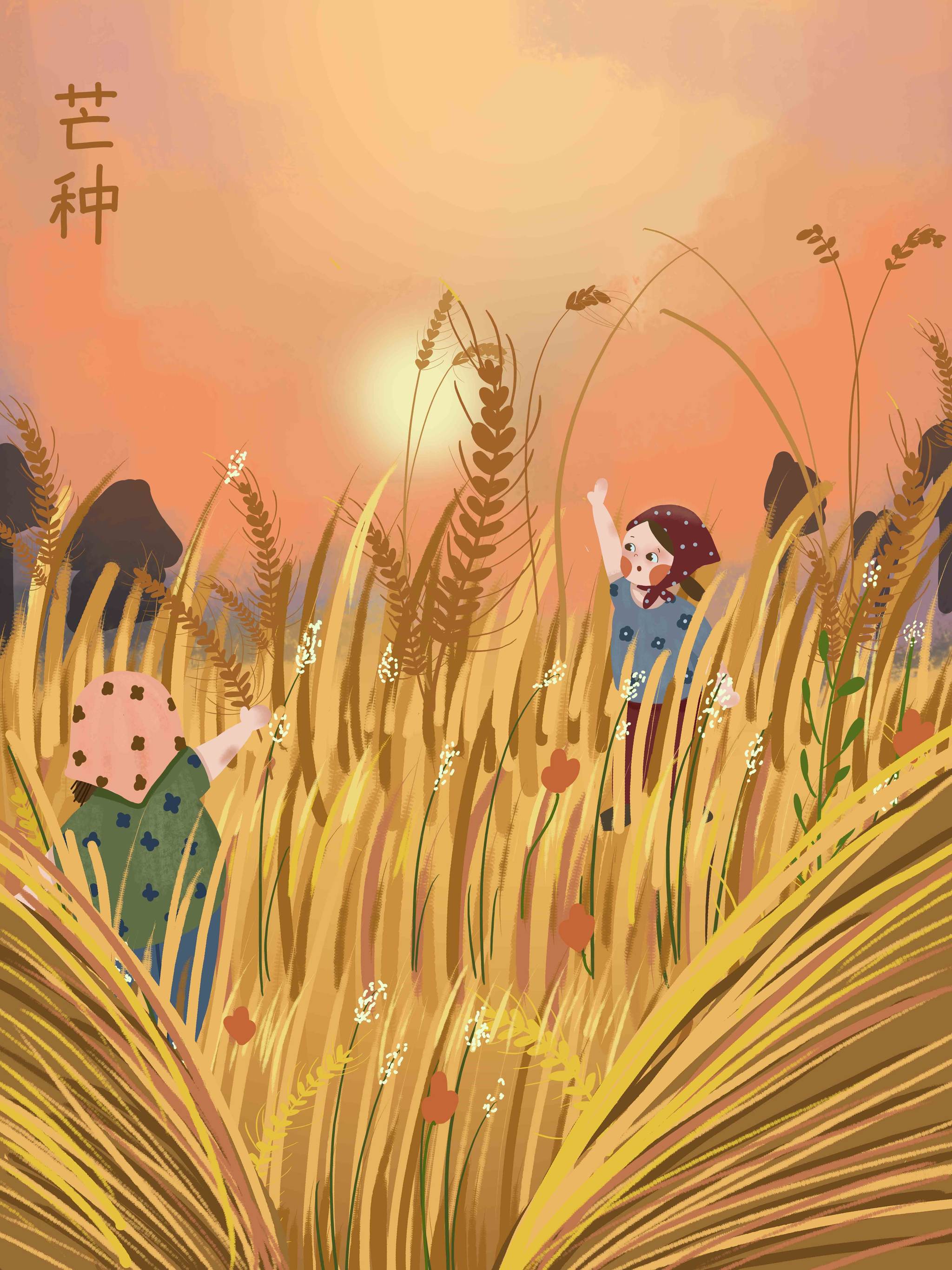 节气插画芒种