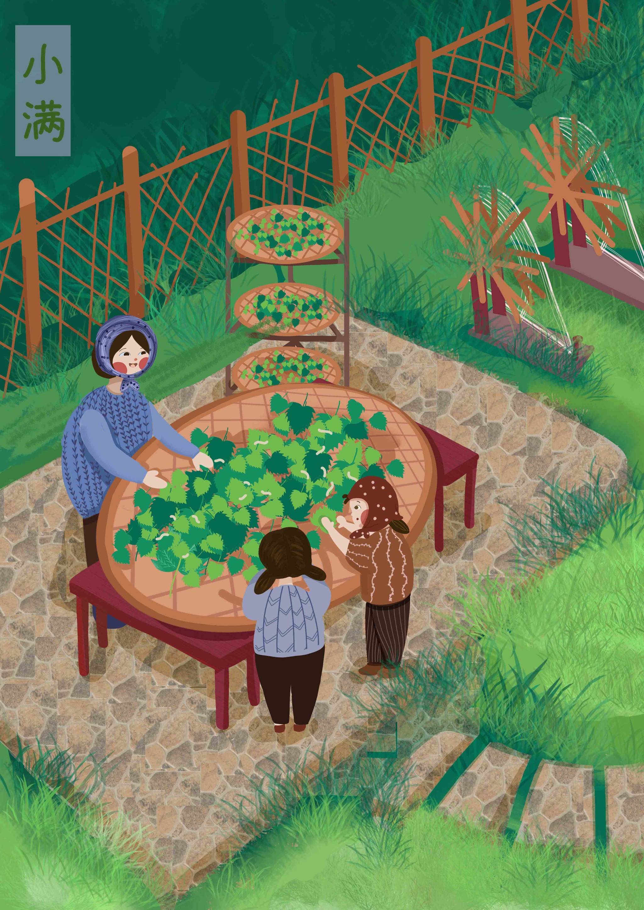 节气插画 小满 养蚕