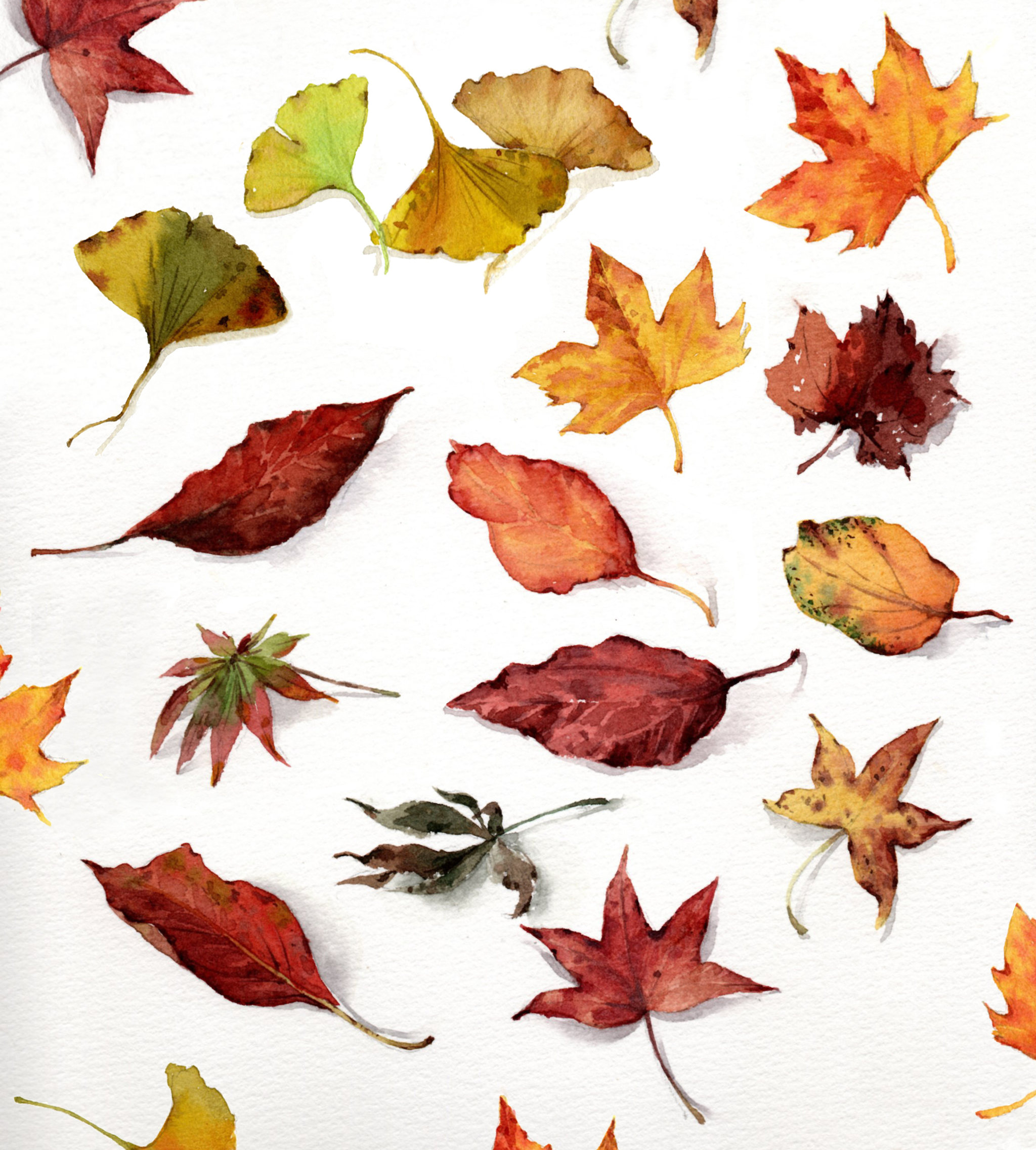 水彩秋天的落叶