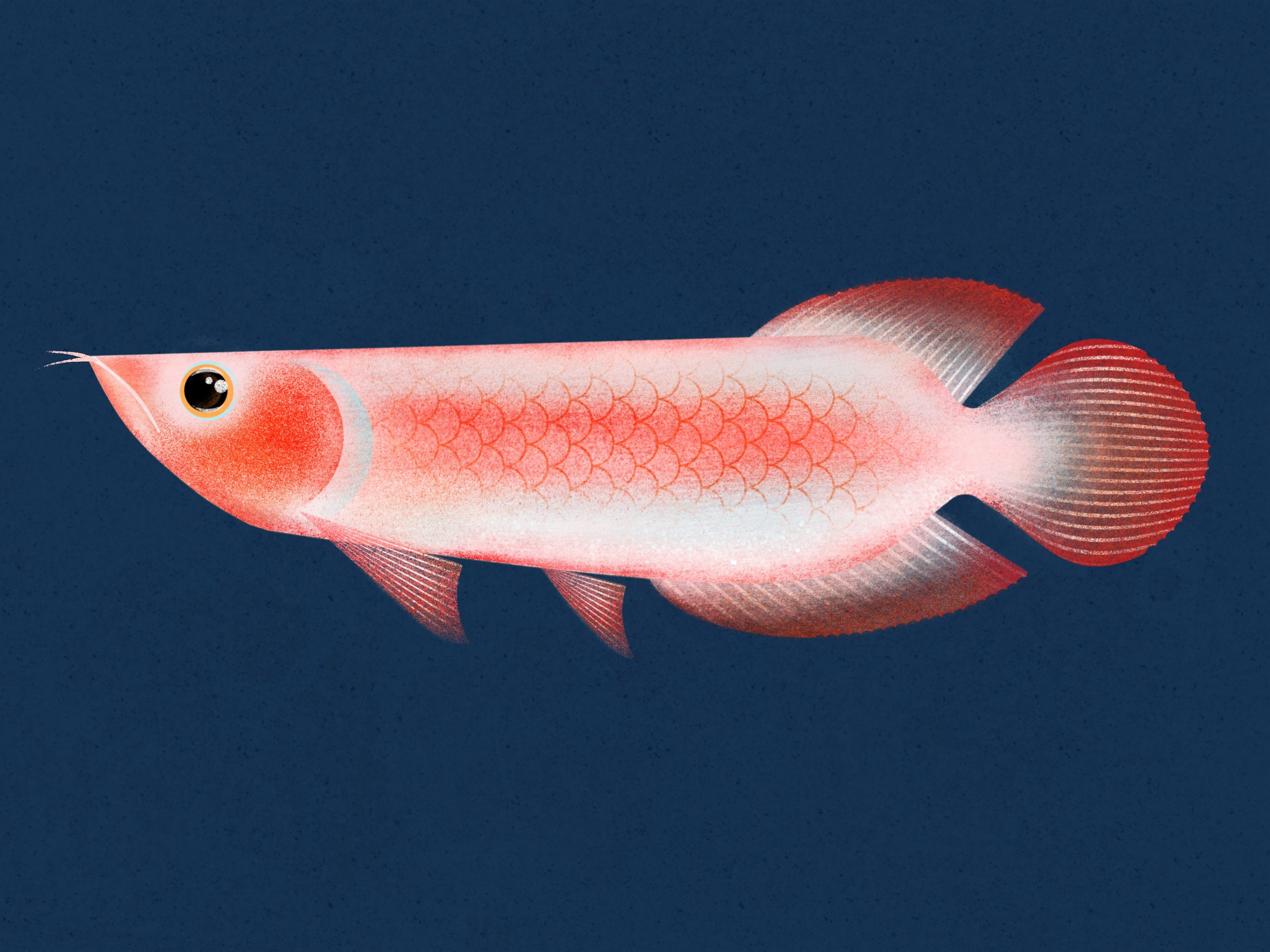 龙鱼- 188****7729 - 原创作品 - 视觉中国(shijueme)