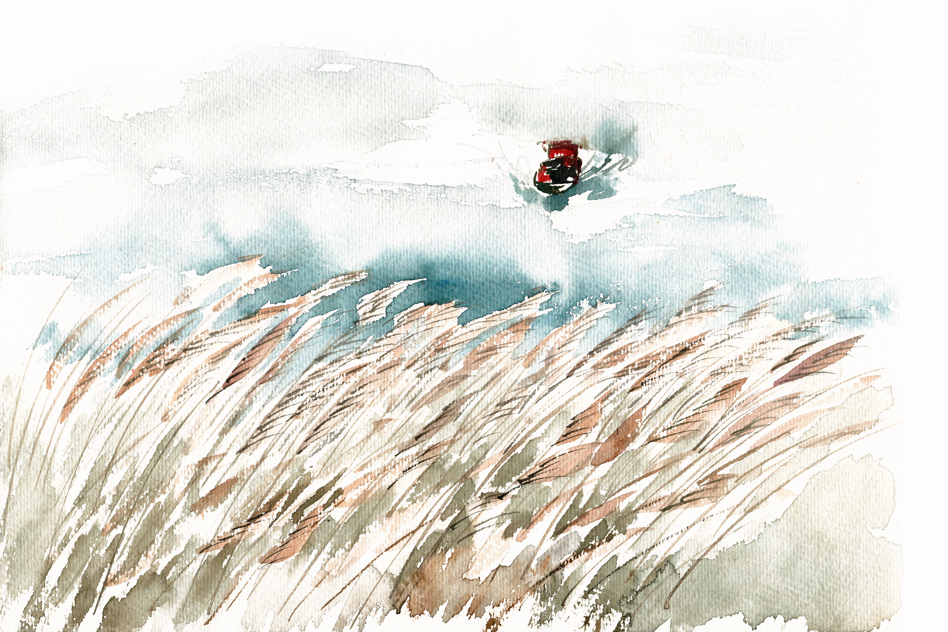 秋江岸边的芦苇丛