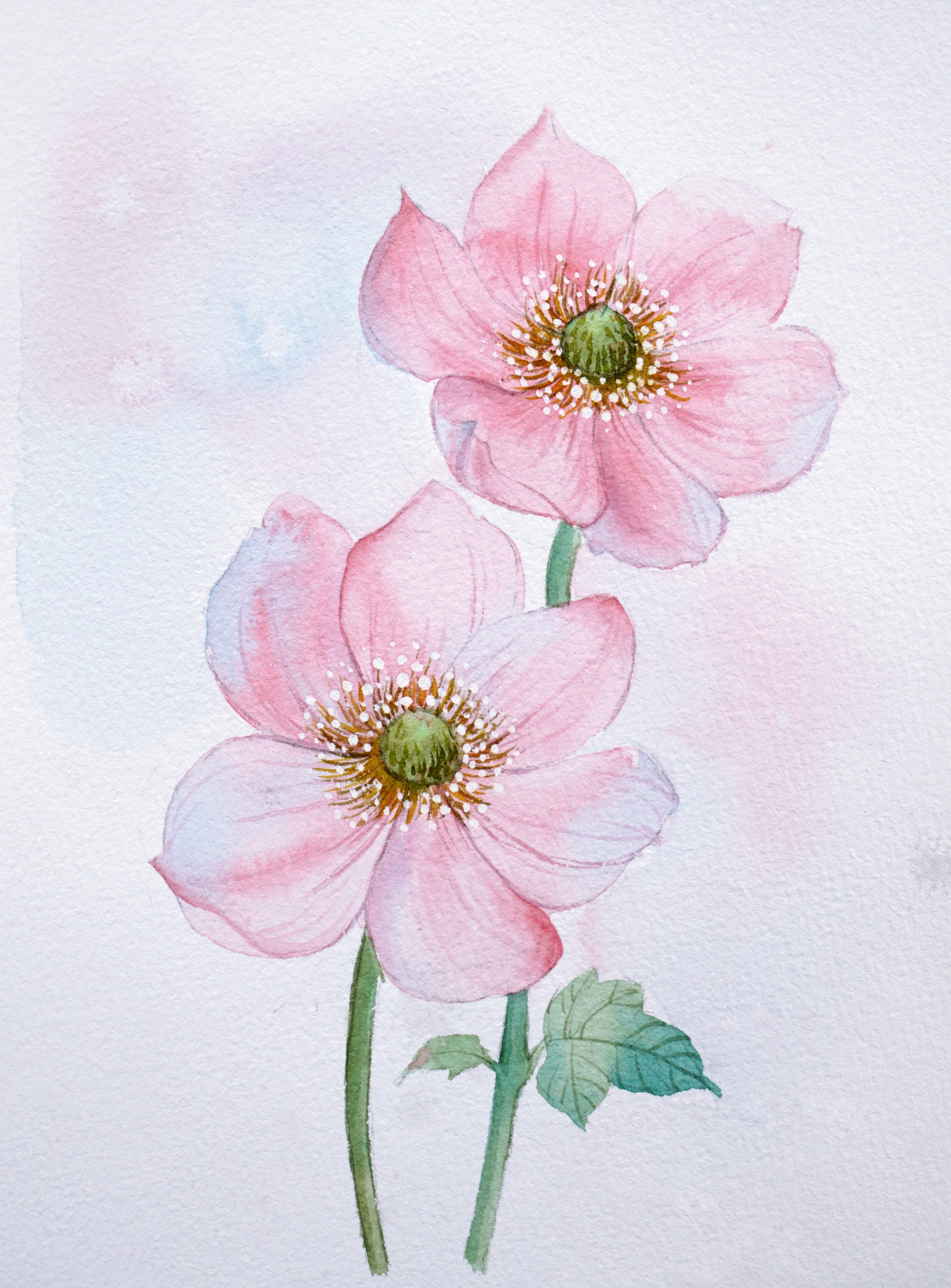 手绘 ▏水彩花卉