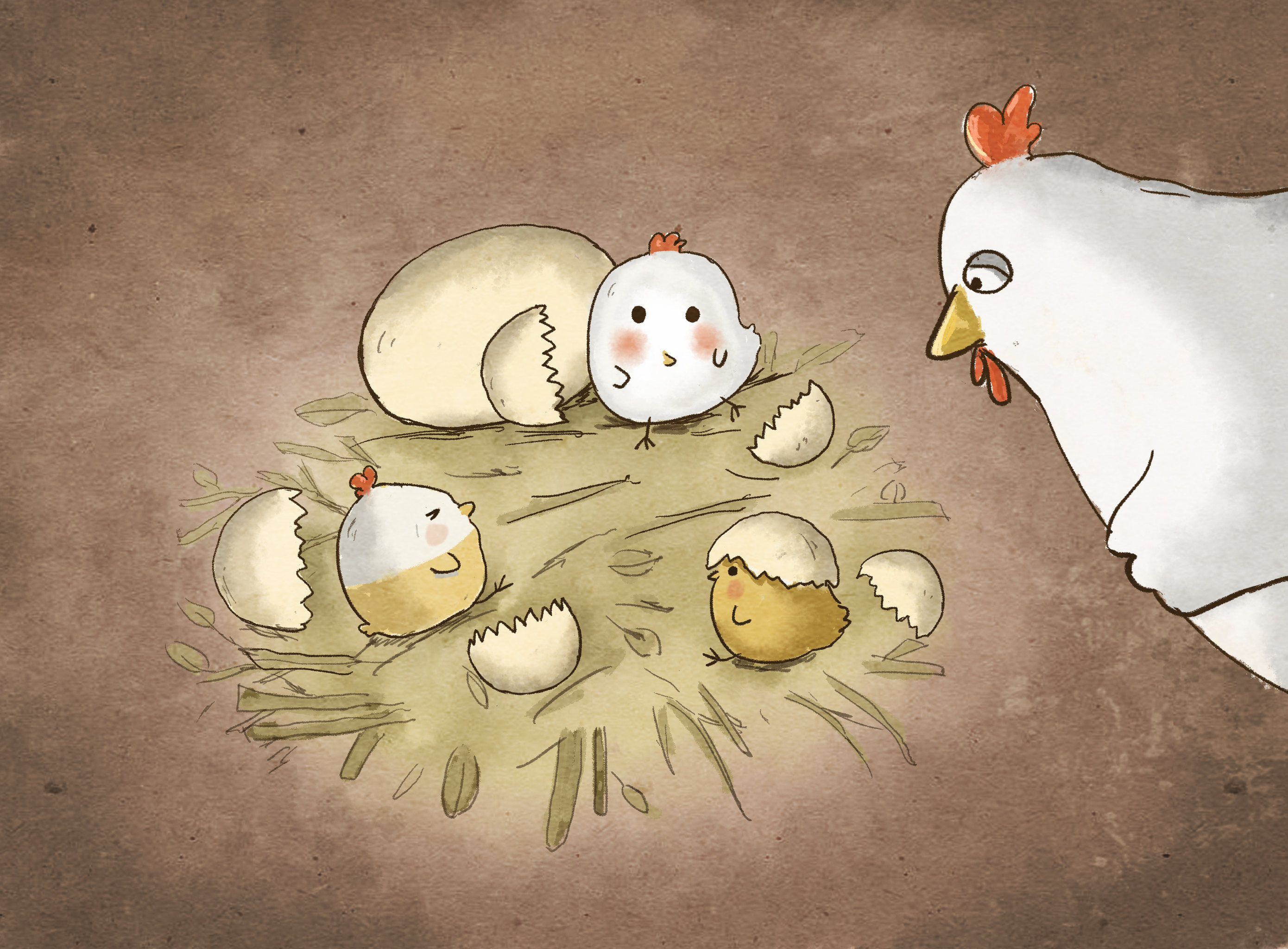 母鸡看着小鸡仔破壳而出