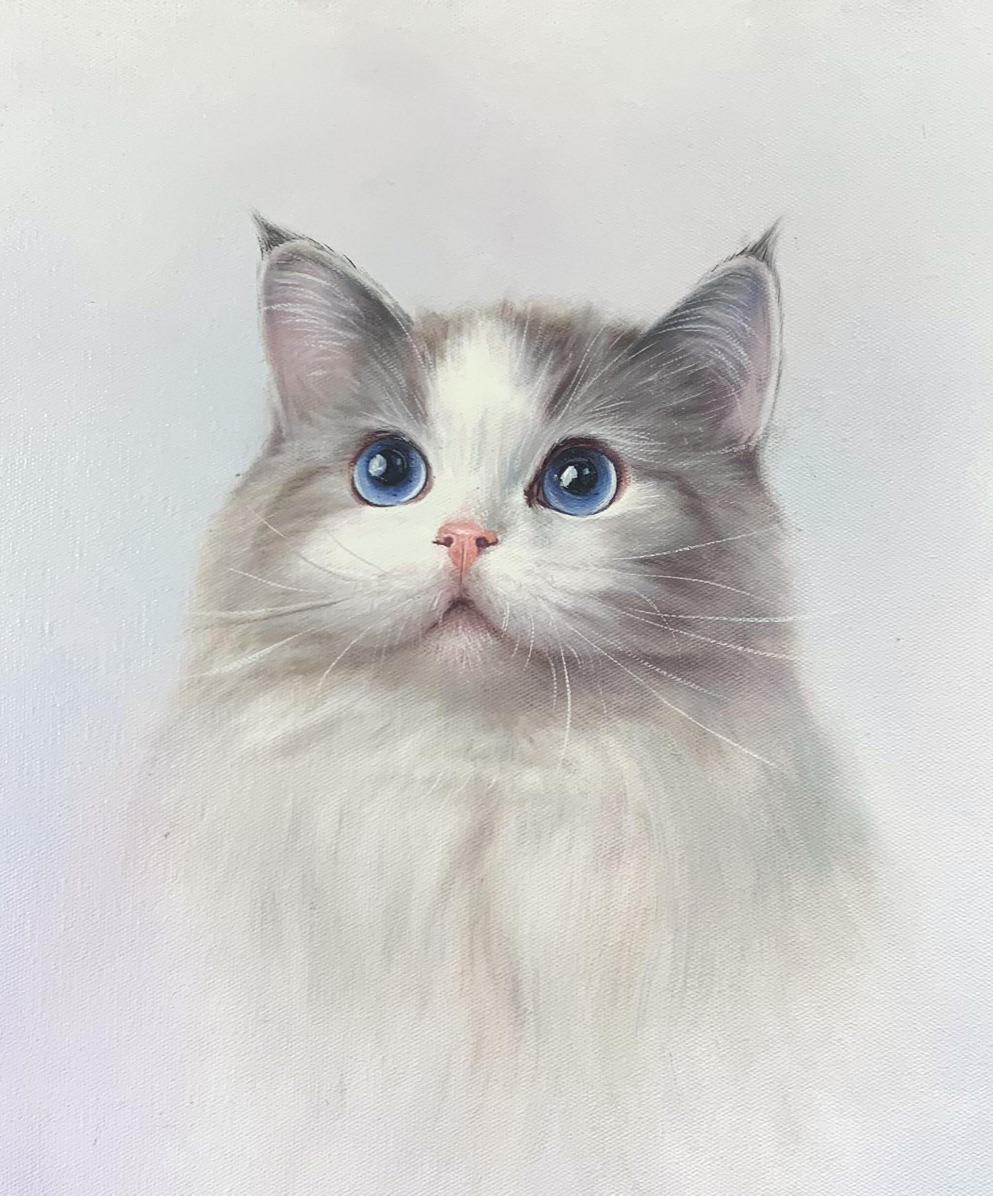 布偶猫|油画|写实
