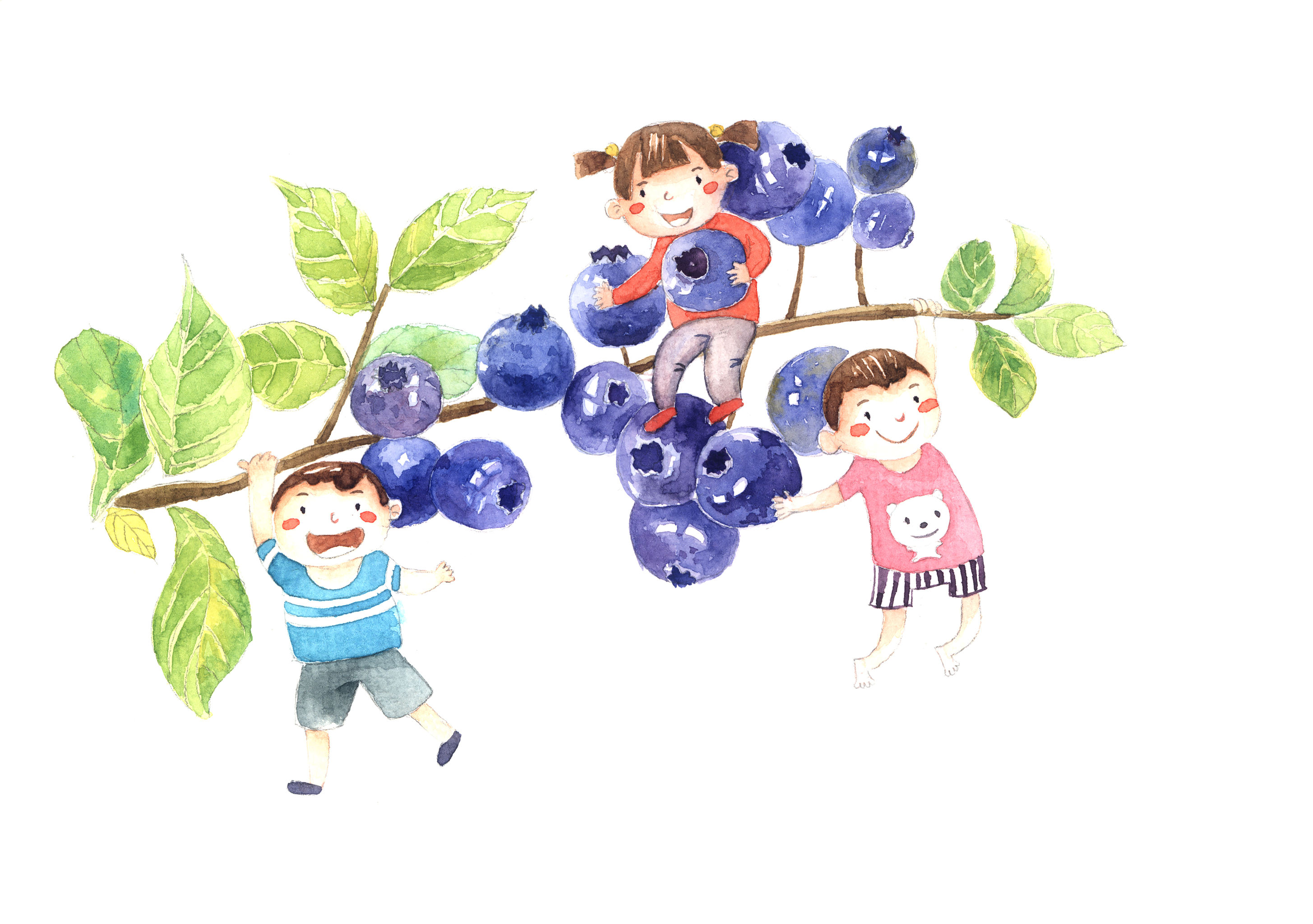 蓝莓- xiaowoniu - 原创作品 - 视觉中国(shijueme)