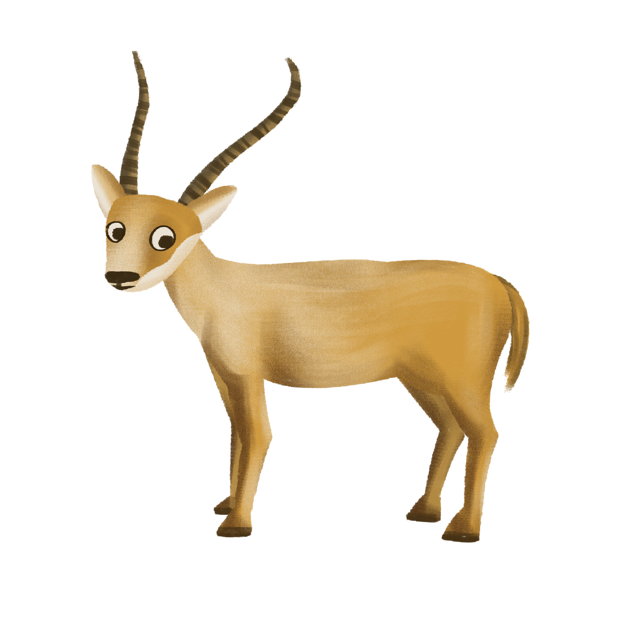 藏羚羊 - 於喵 - 原创作品 - 视觉中国(shijueme)