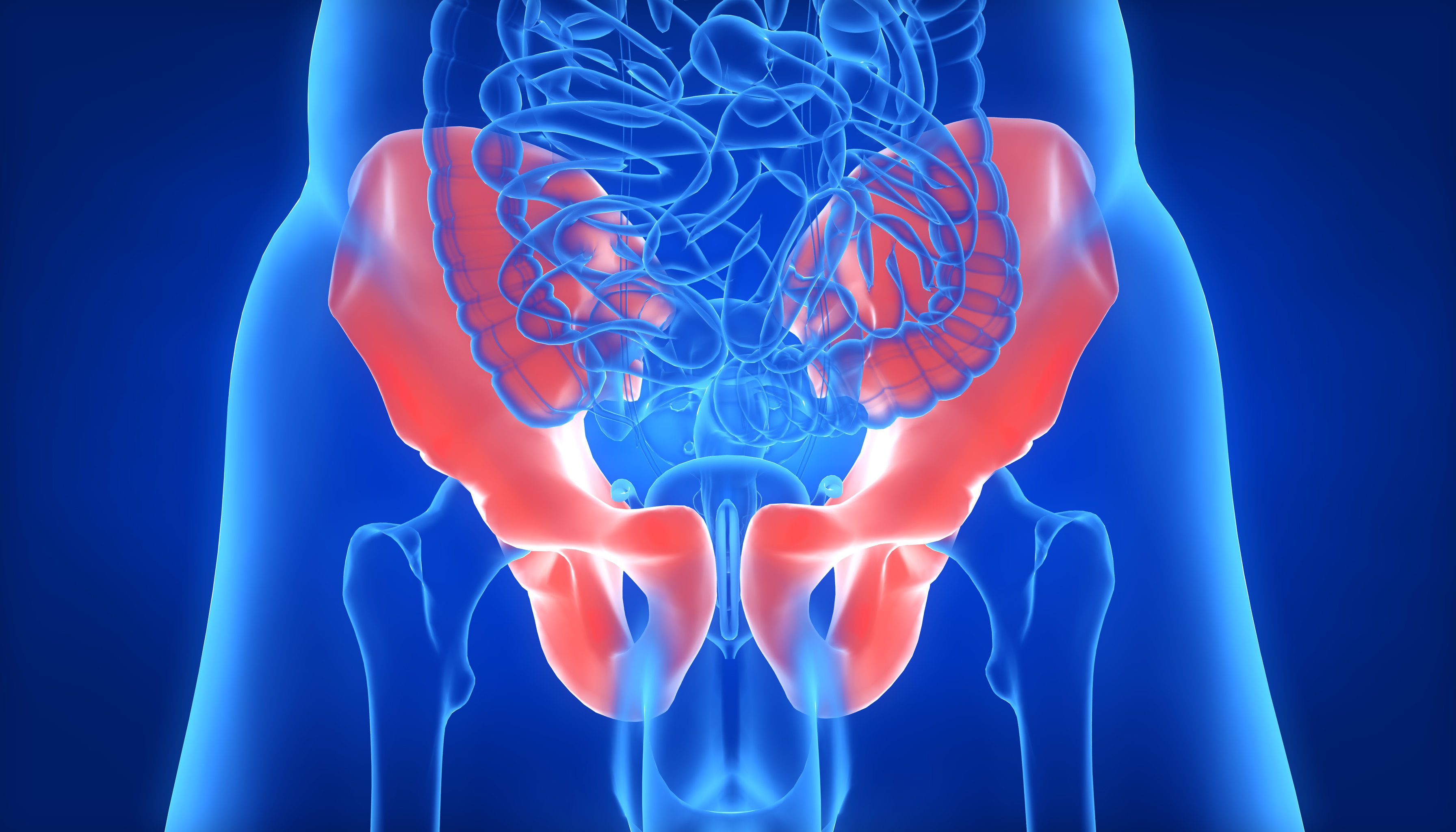 3d人体盆骨正面