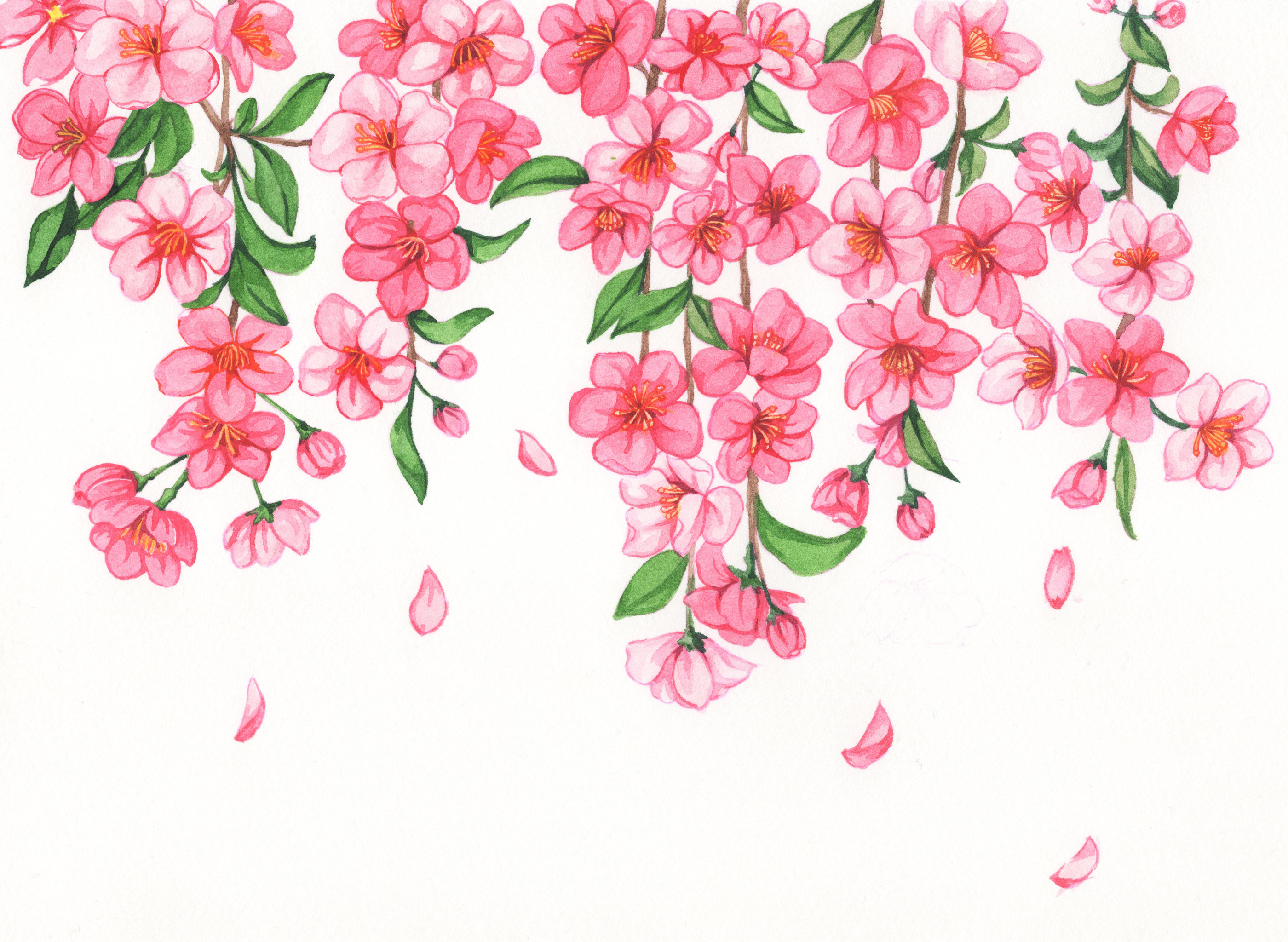 桃花 插画  - 商业插画 |   上传时间: 2021-05-10 20:13 为ta点赞