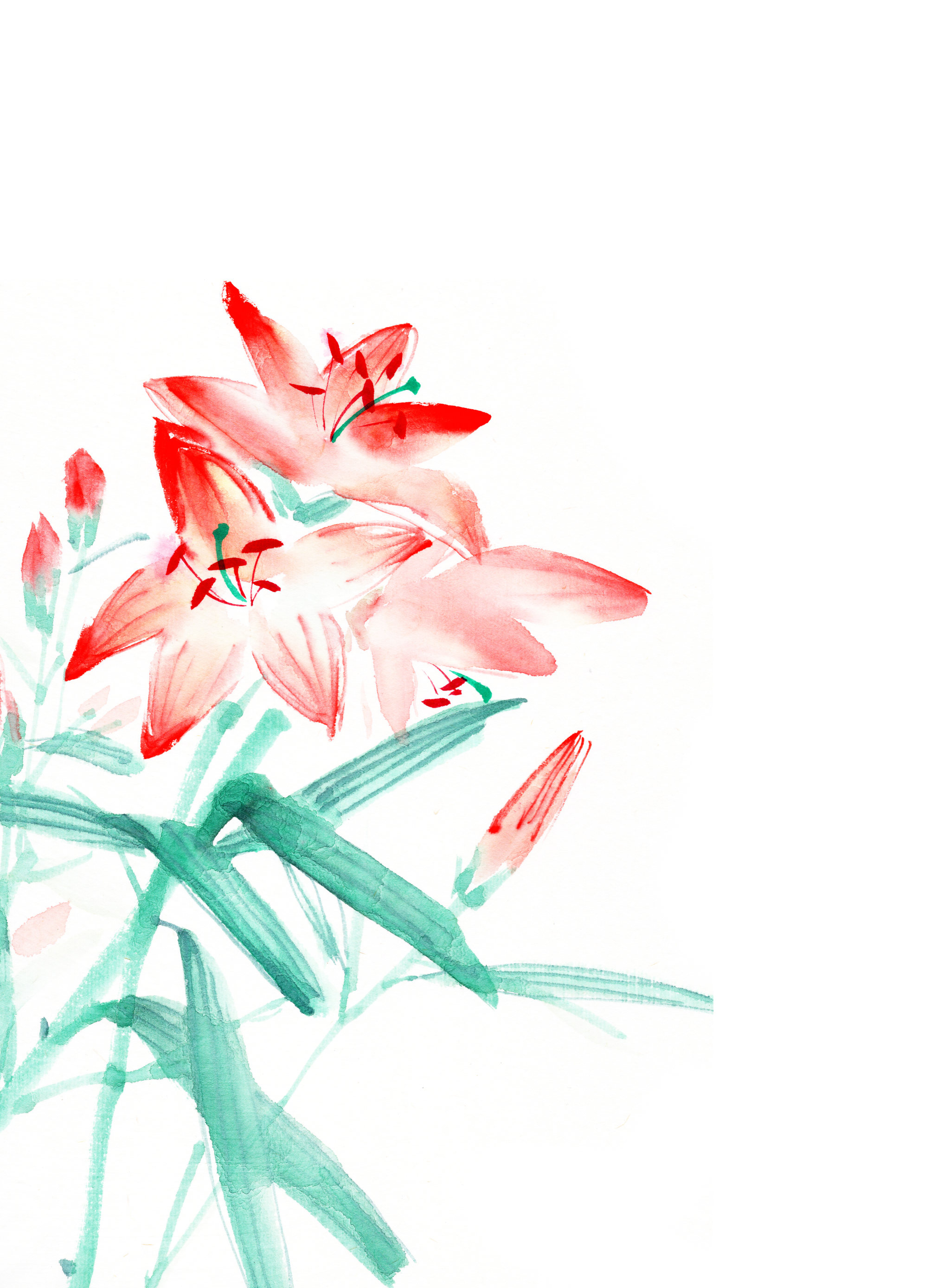 中国传统水墨花卉插画百合花