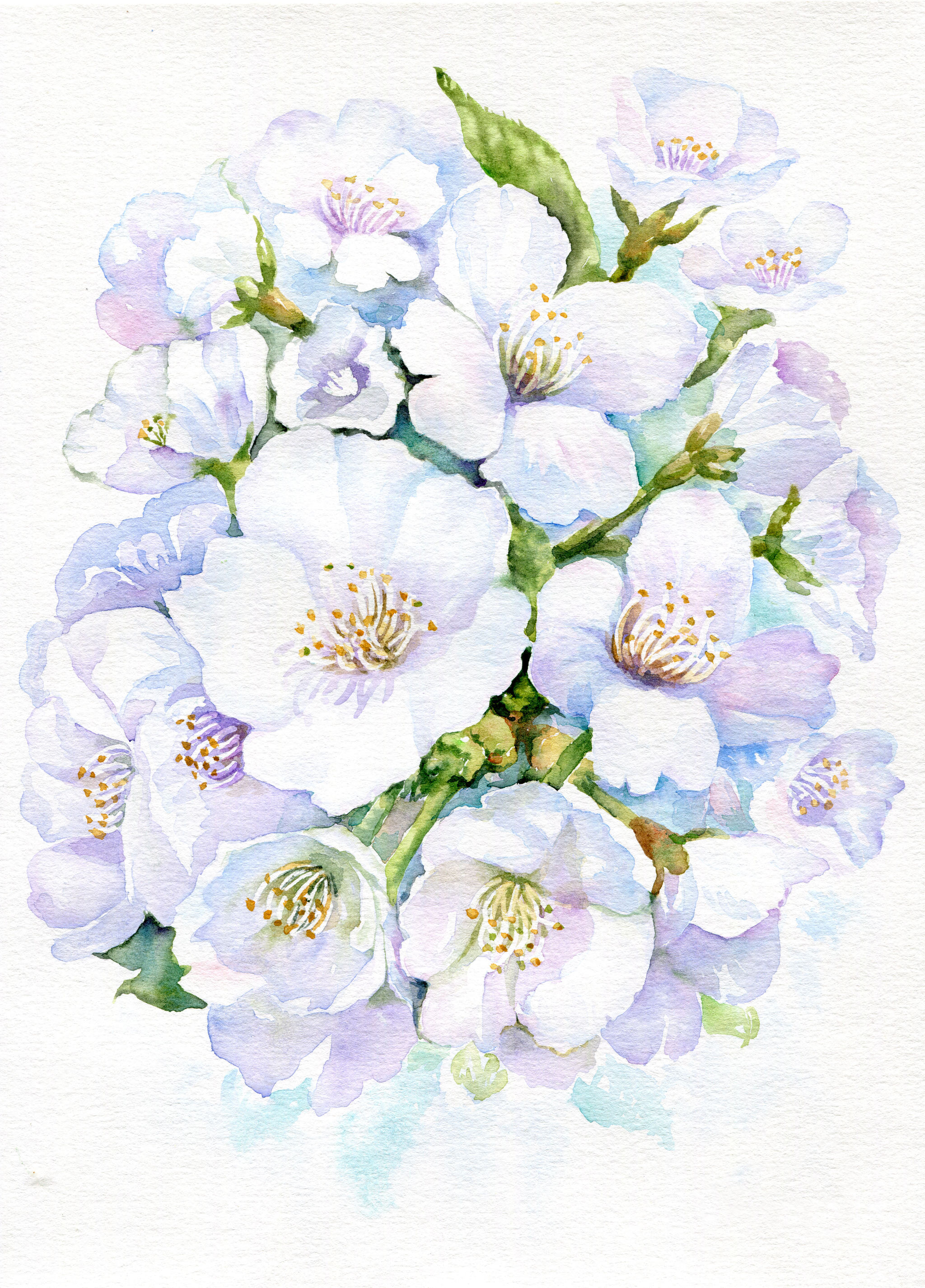 水彩樱花