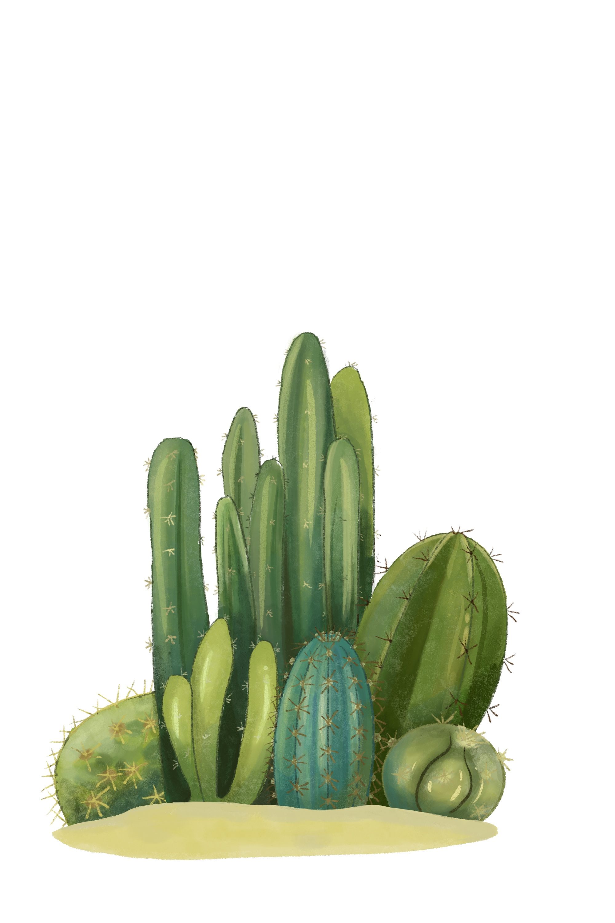 仙人掌插画