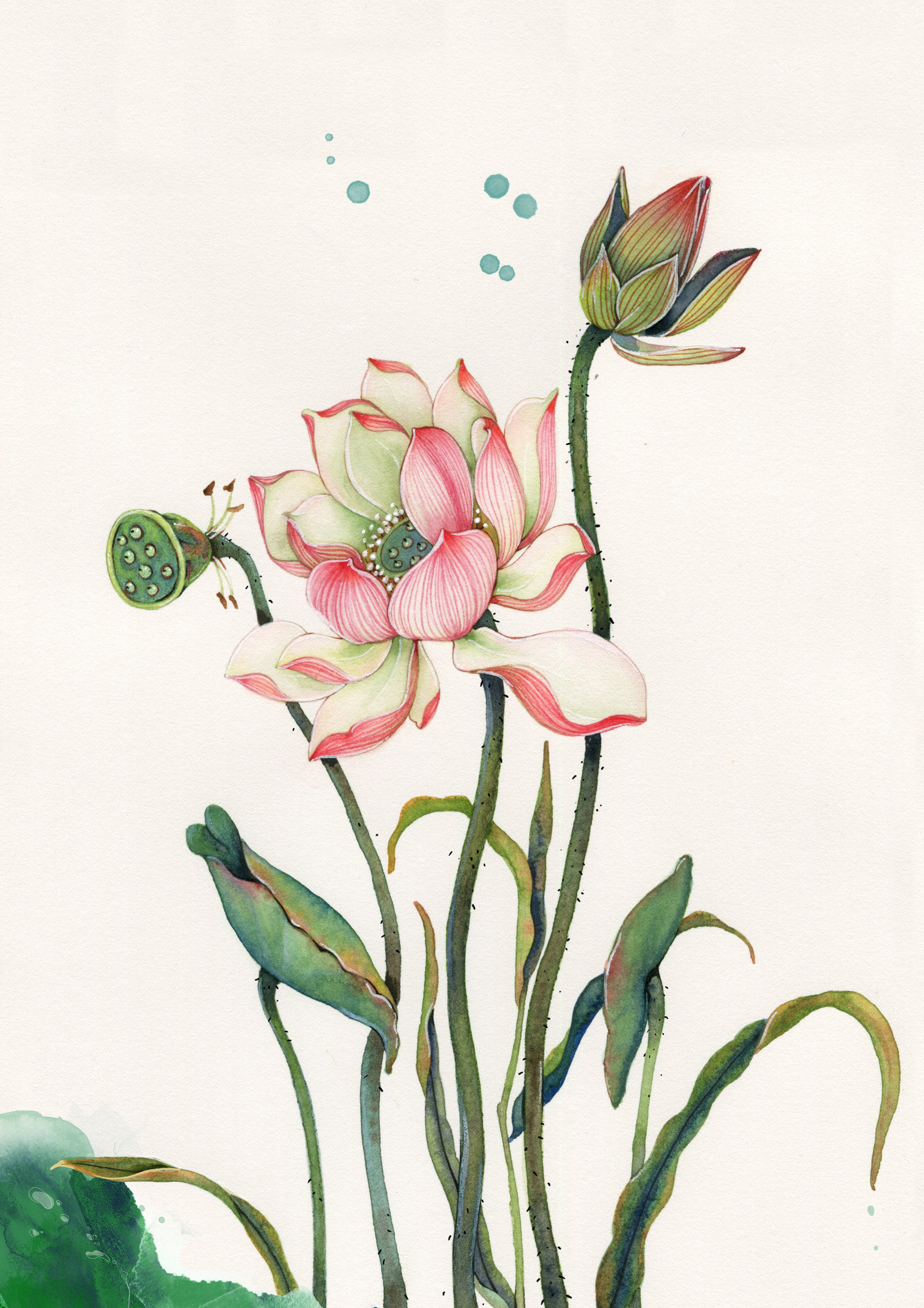 荷花- 张_zhang - 原创作品 - 视觉中国(shijueme)