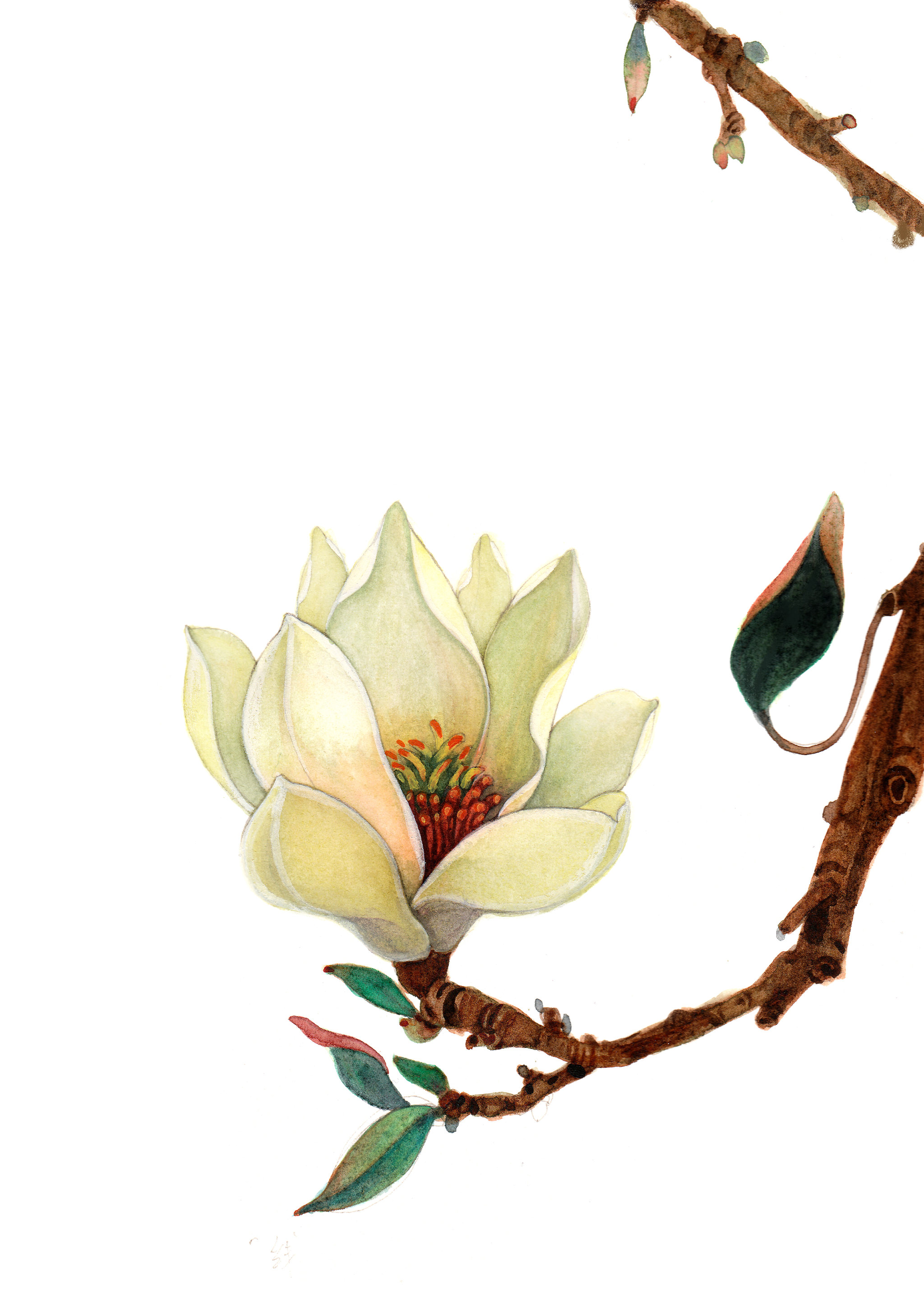 白玉兰 插画  - 商业插画 |   上传时间: 2018-12-29 20:18 为ta点赞