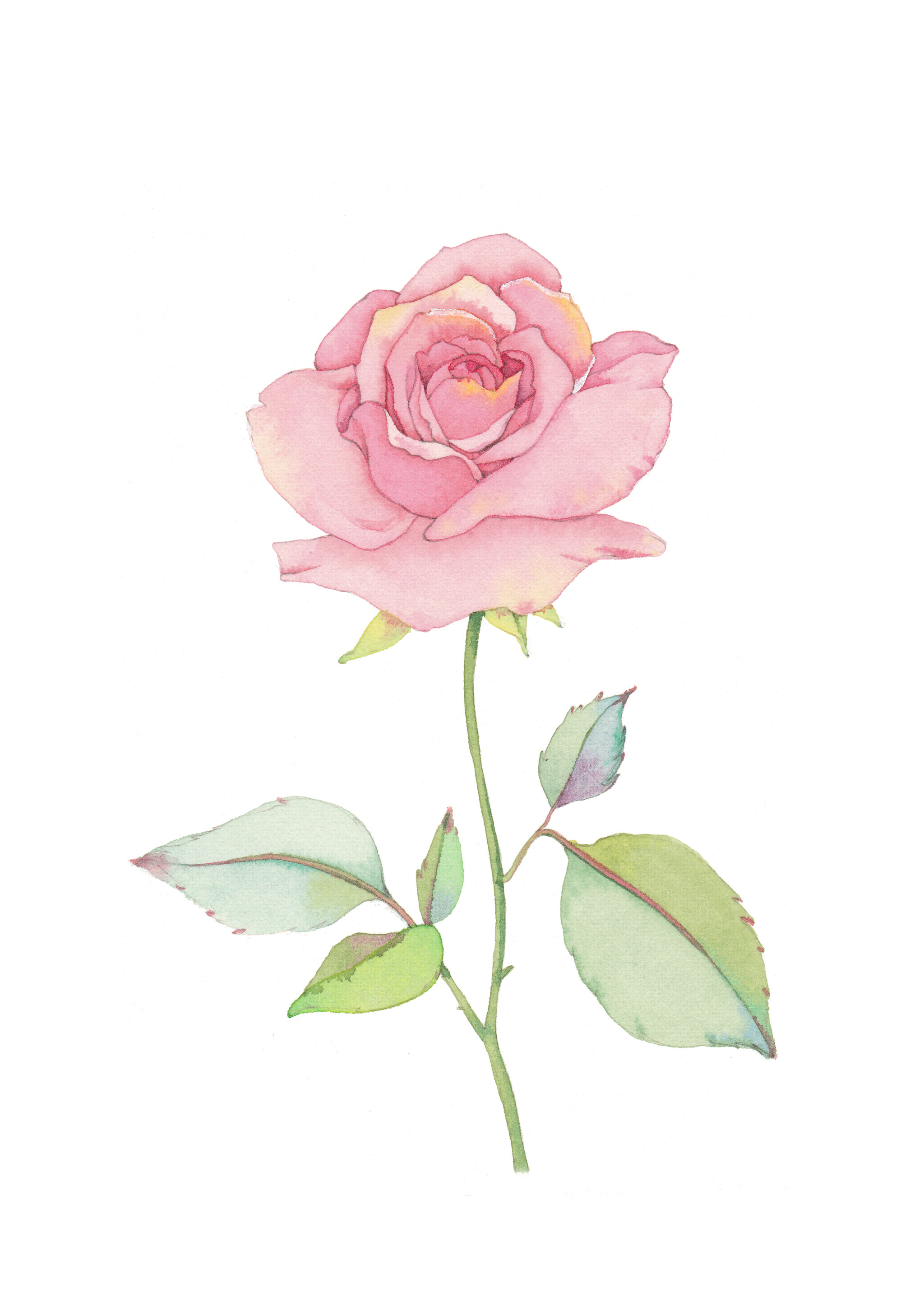 玫瑰花 插画  - 商业插画 |   上传时间: 2018-04-03 16:03 为ta点赞