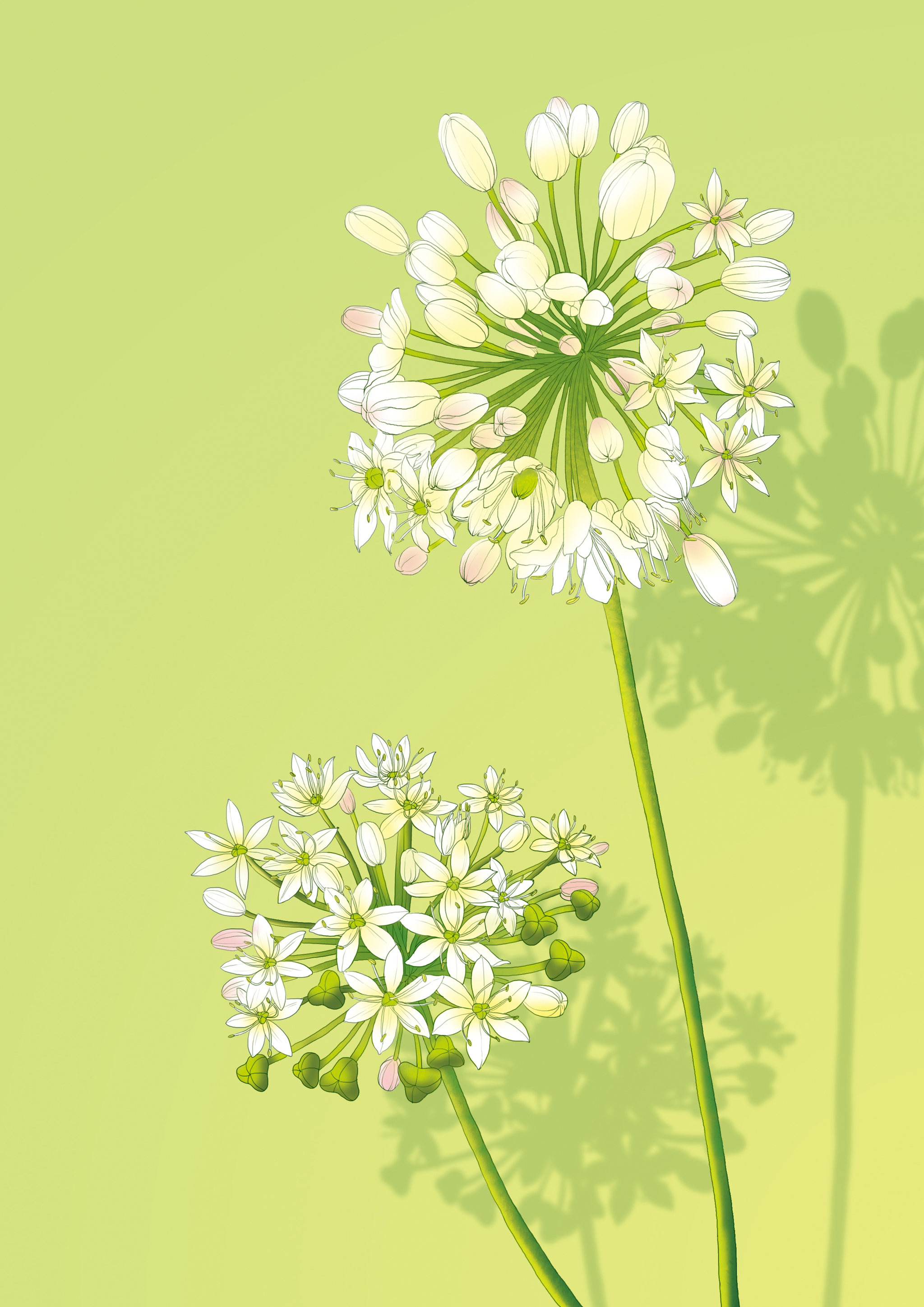 花卉01 - 137****7971 - 原创作品 - 视觉中国(shijueme)